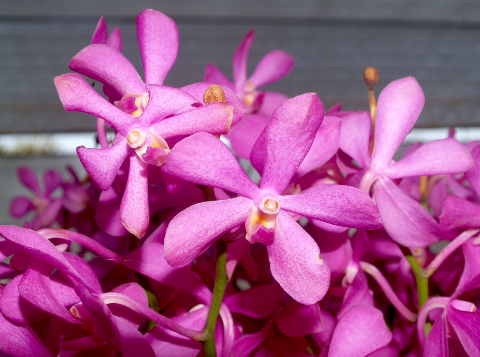 Olympus E-300 (EVOLT E-300) sample photo. Orchid, flower, bright photography
