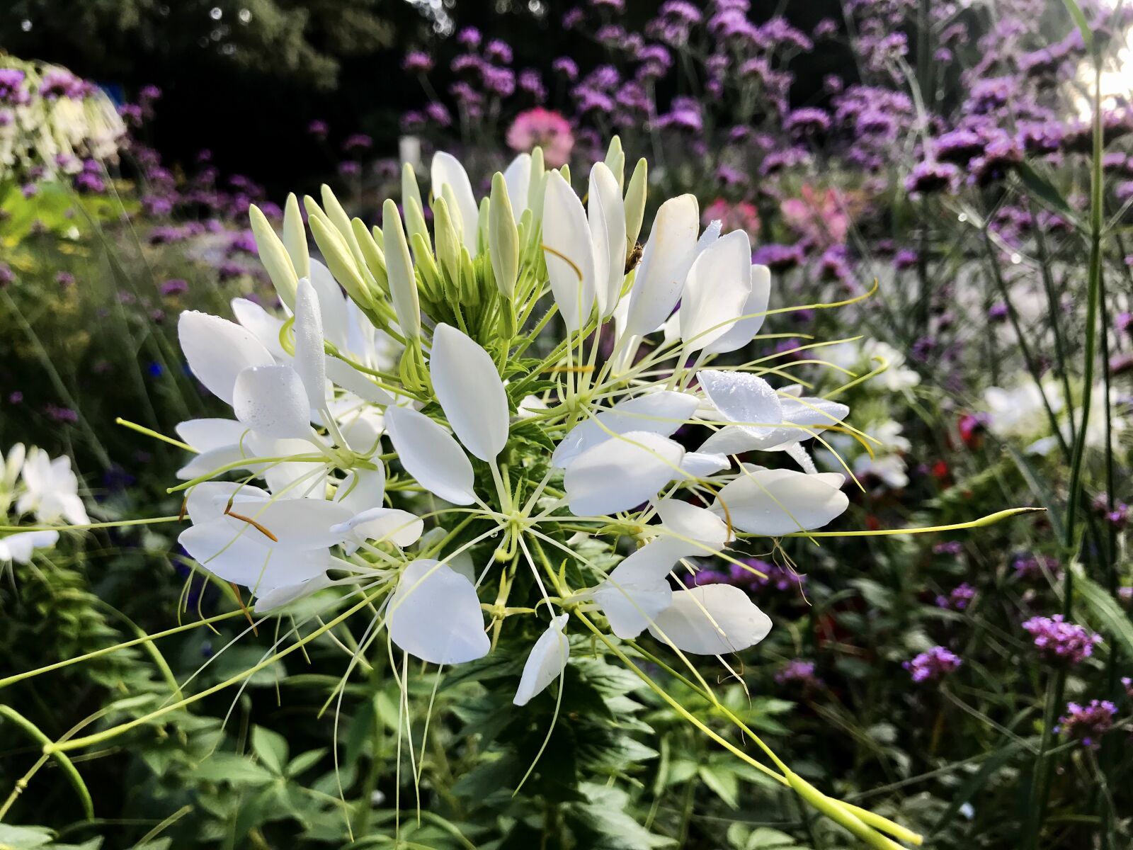 iPhone 7 back camera 3.99mm f/1.8 sample photo. Tarenaya hassleriana, spider flower photography