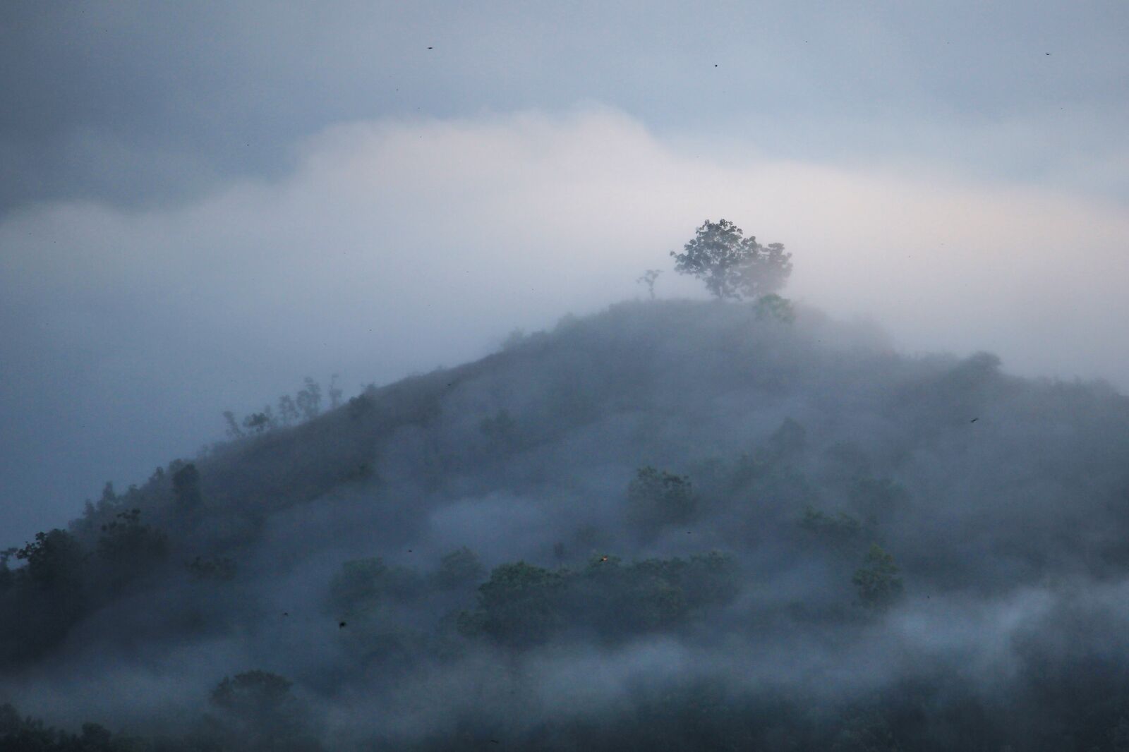 Canon EF-S 55-250mm F4-5.6 IS STM sample photo. Foggy, trees, forest photography