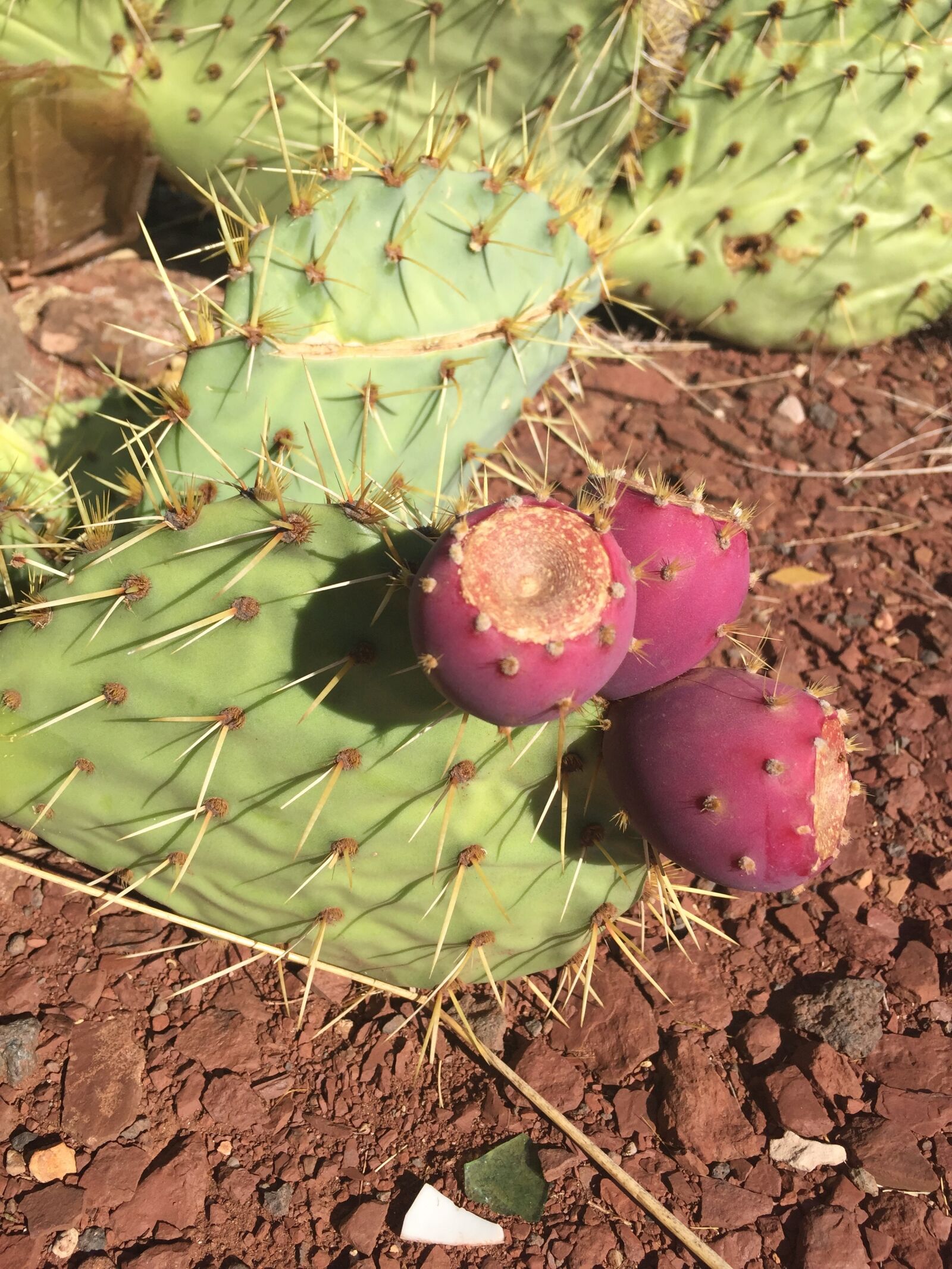 Apple iPhone 6 sample photo. Cactus, plant, flower photography