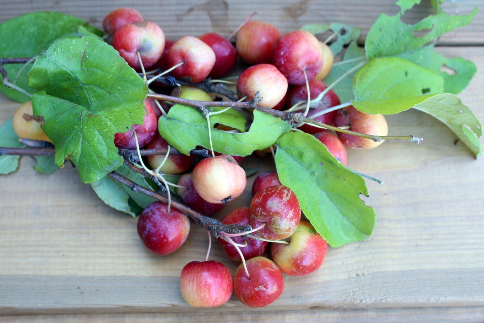 Canon EOS 700D (EOS Rebel T5i / EOS Kiss X7i) sample photo. Flora, fruit, apples photography