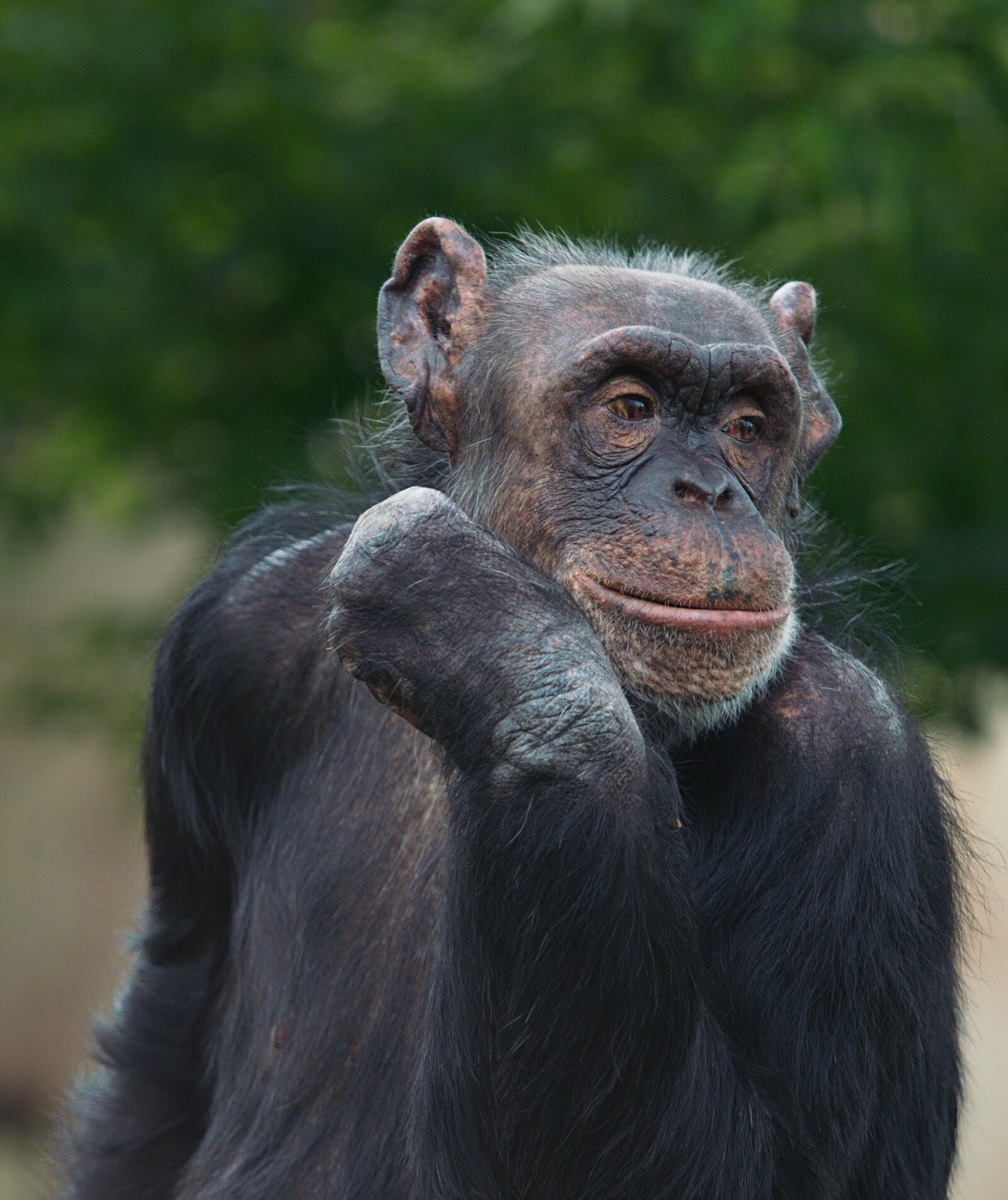 Olympus M.Zuiko Digital ED 40-150mm F2.8 Pro sample photo. Chimp, chimpanzee, animal photography
