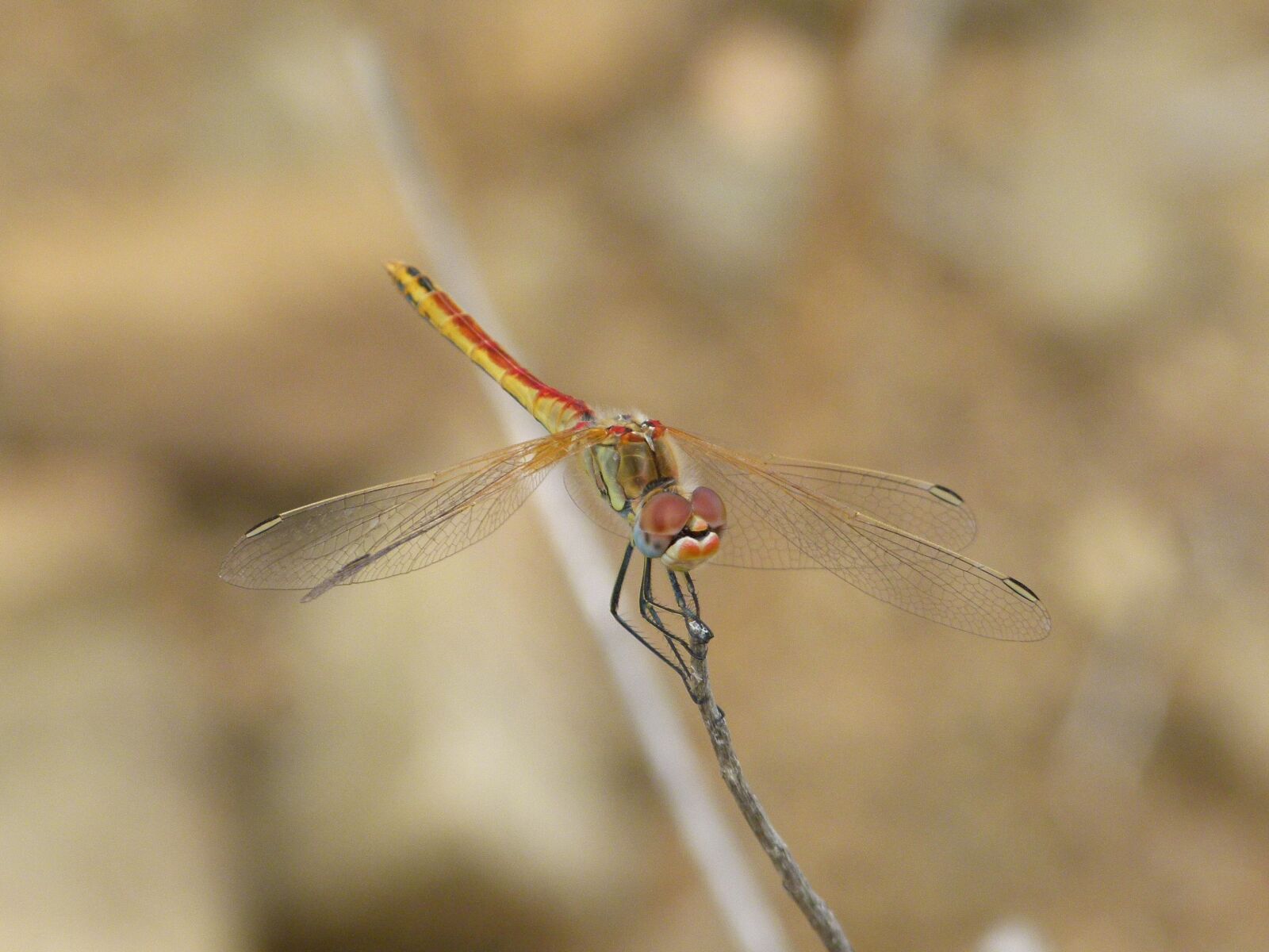 Leica V-Lux 2 sample photo. Dragonfly, red dragonfly, branch photography