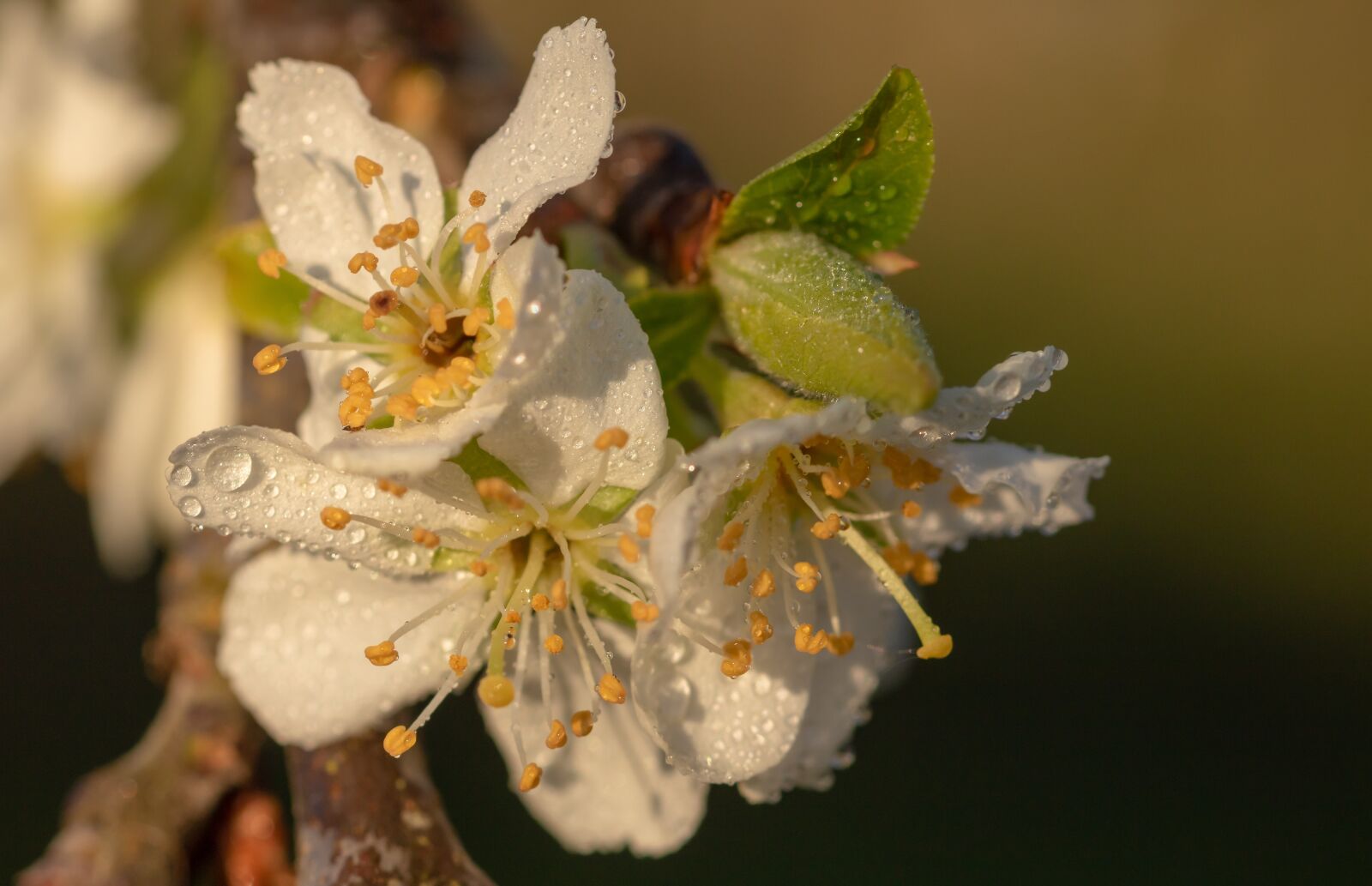 Canon EOS 750D (EOS Rebel T6i / EOS Kiss X8i) sample photo. Plum blossoms, plum tree photography