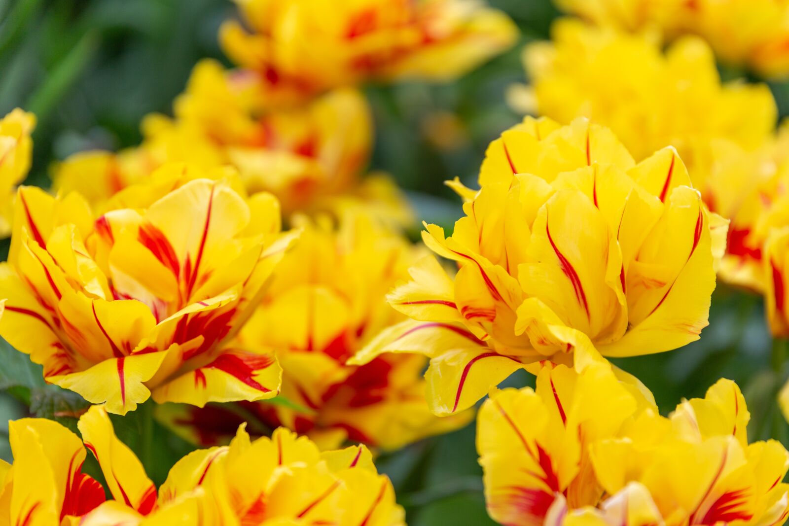 Canon EOS 6D sample photo. Tulip, tulips, yellow photography