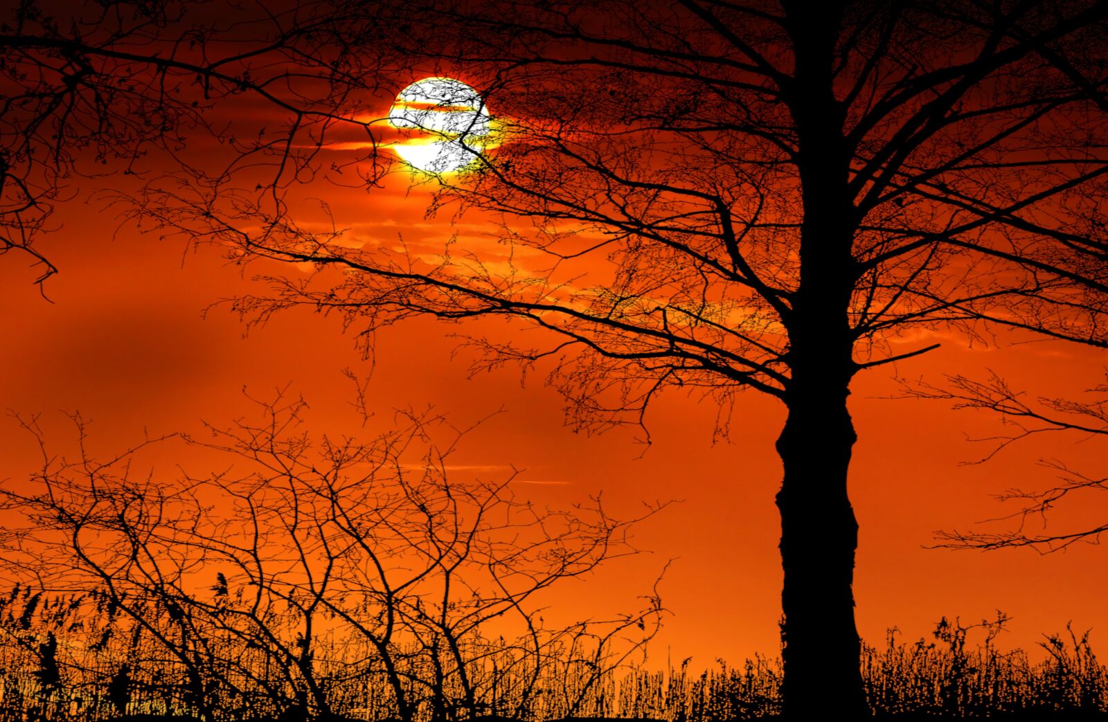 Panasonic Lumix DMC-FZ200 sample photo. Sunset, tree, forest photography