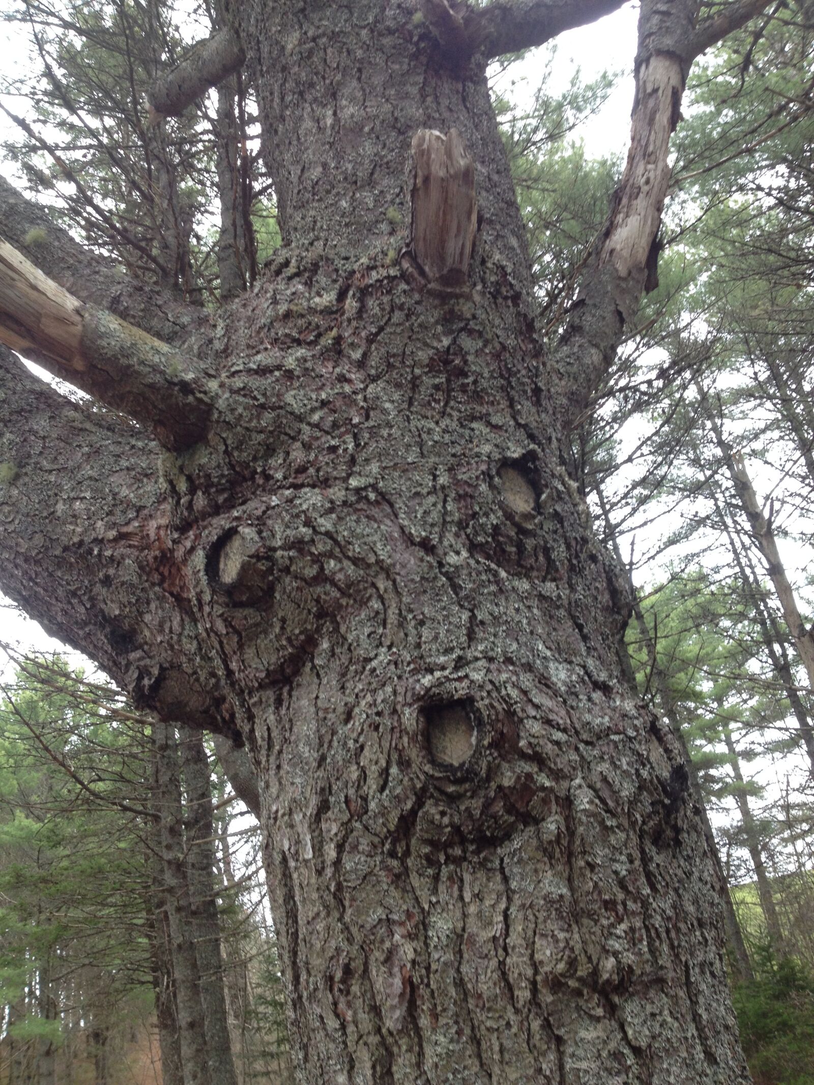 iPhone 4S back camera 4.28mm f/2.4 sample photo. Tree, face, human, nature photography