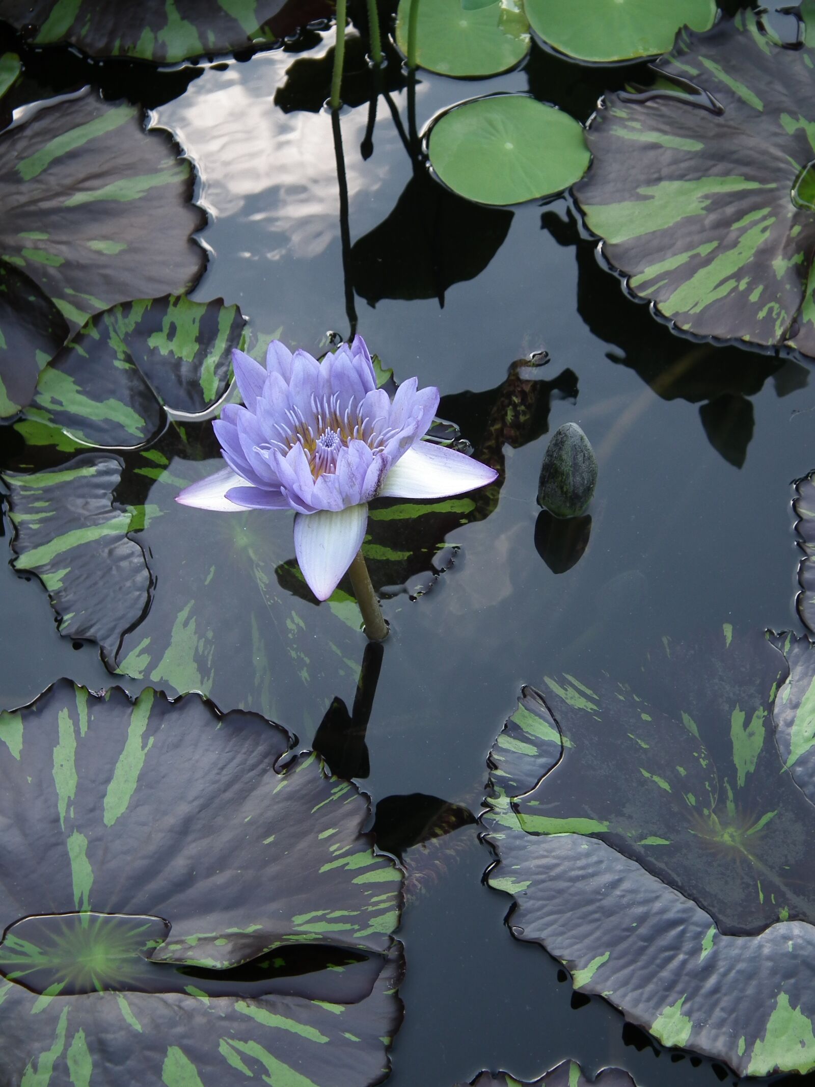 FujiFilm FinePix HS10 (FinePix HS11) sample photo. Water lily, zen, meditation photography