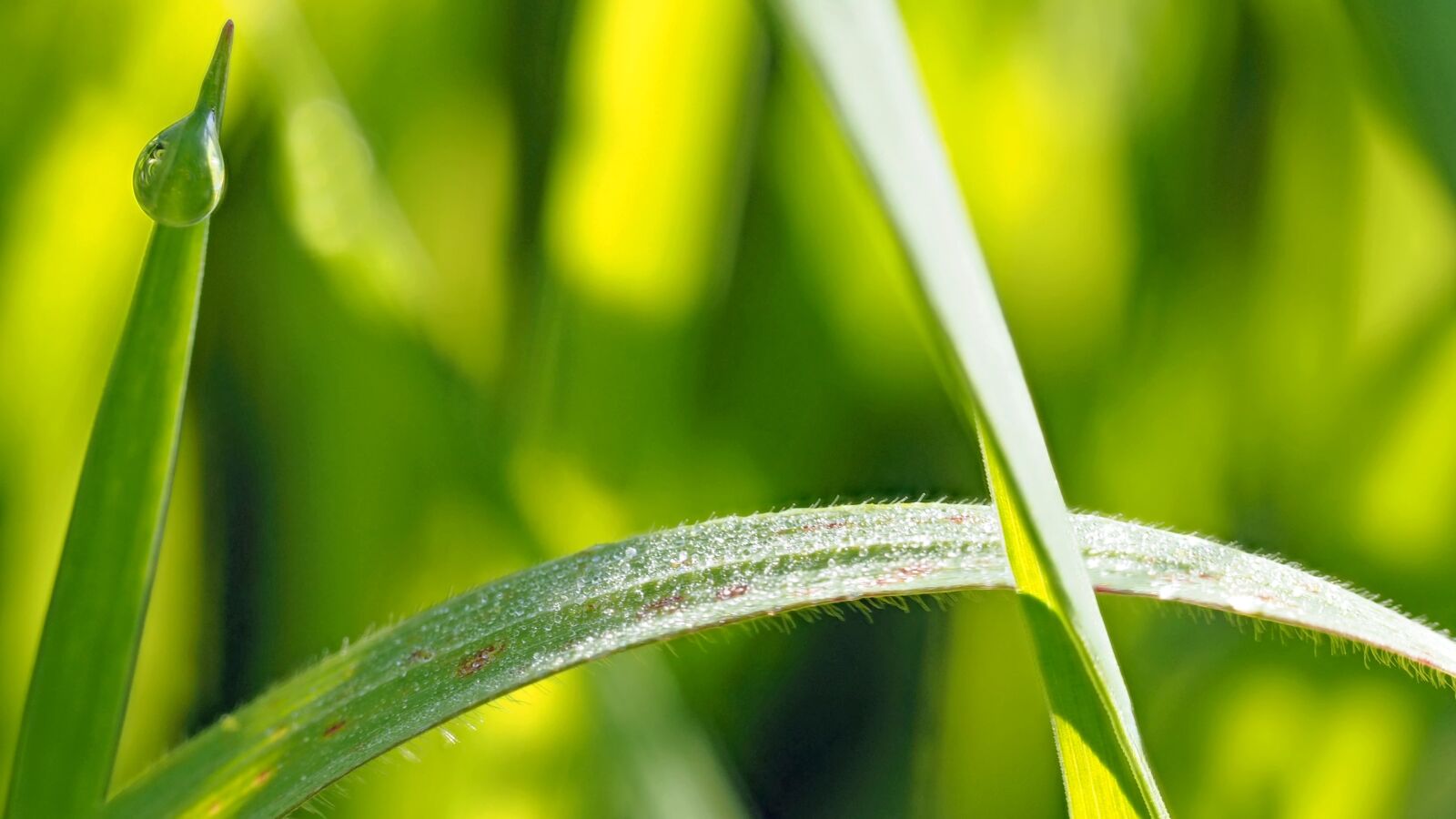 Olympus OM-D E-M1 sample photo. Meadow, grass, dew photography