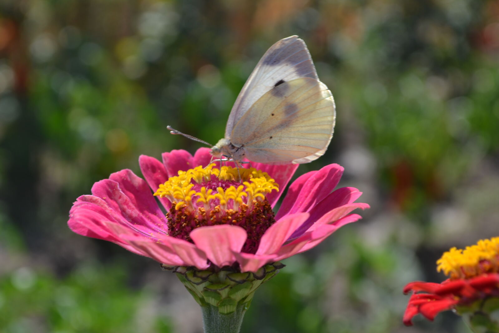 Nikon D3100 sample photo