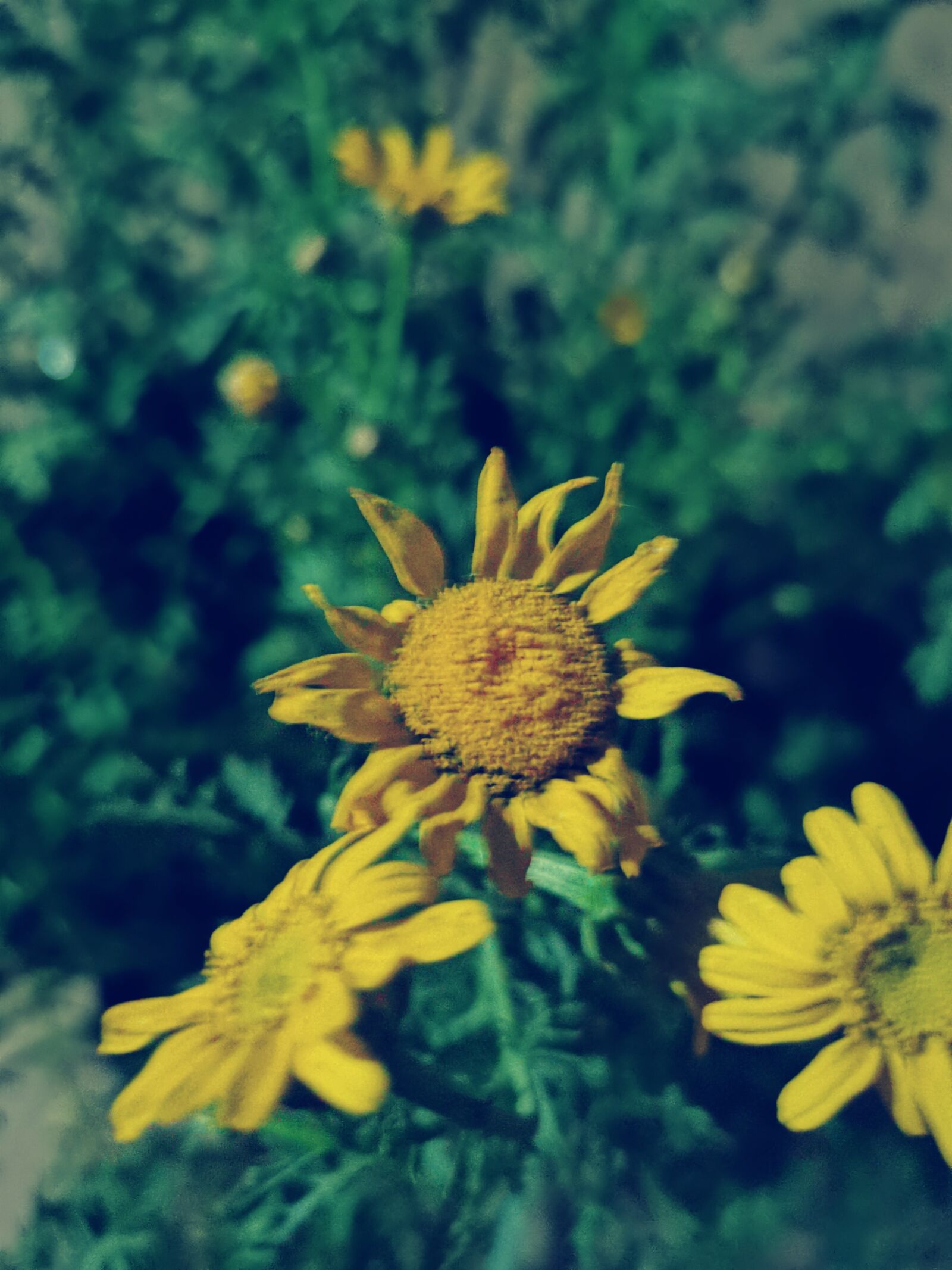 HUAWEI P30 sample photo. Flower, yellow, green photography