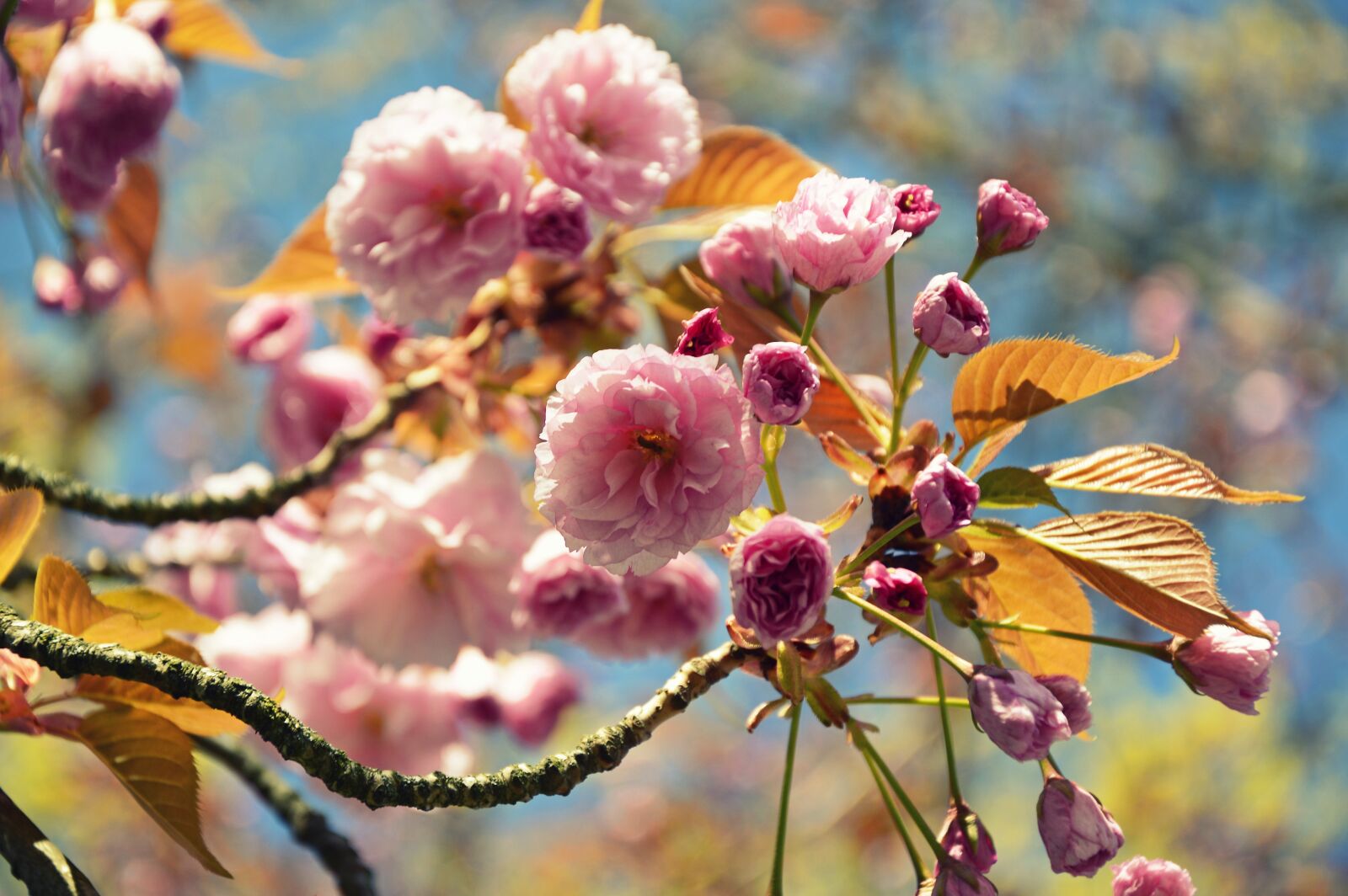 Nikon D3200 sample photo. Japanese carnation cherry, japanese photography