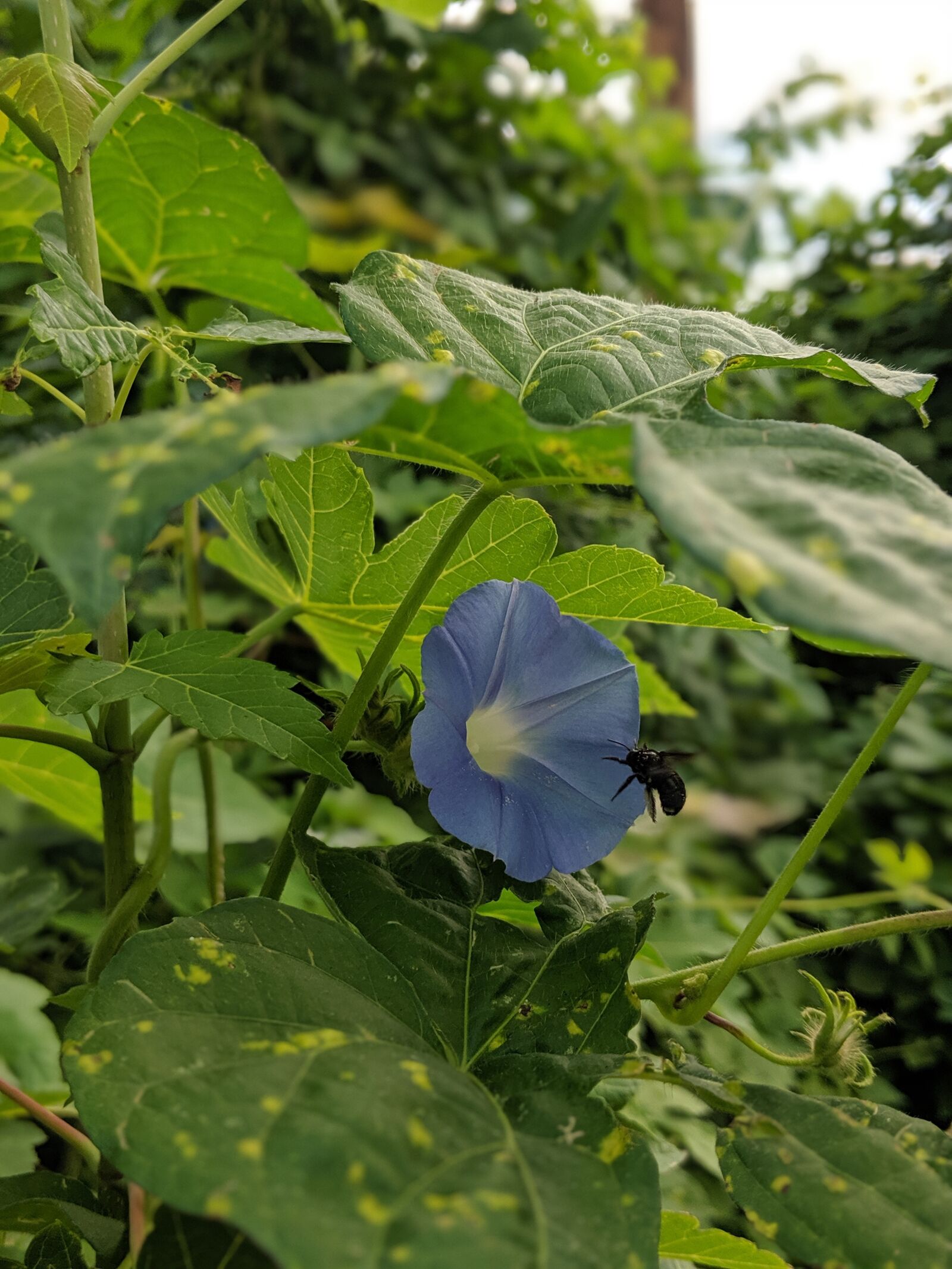 Google Pixel 2 sample photo. Spring equinox, mayday, earth photography