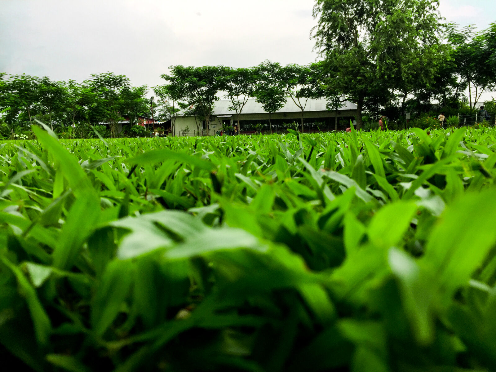 iPhone 6 Plus back camera 4.15mm f/2.2 sample photo. Cantine, front, dhaka, green photography