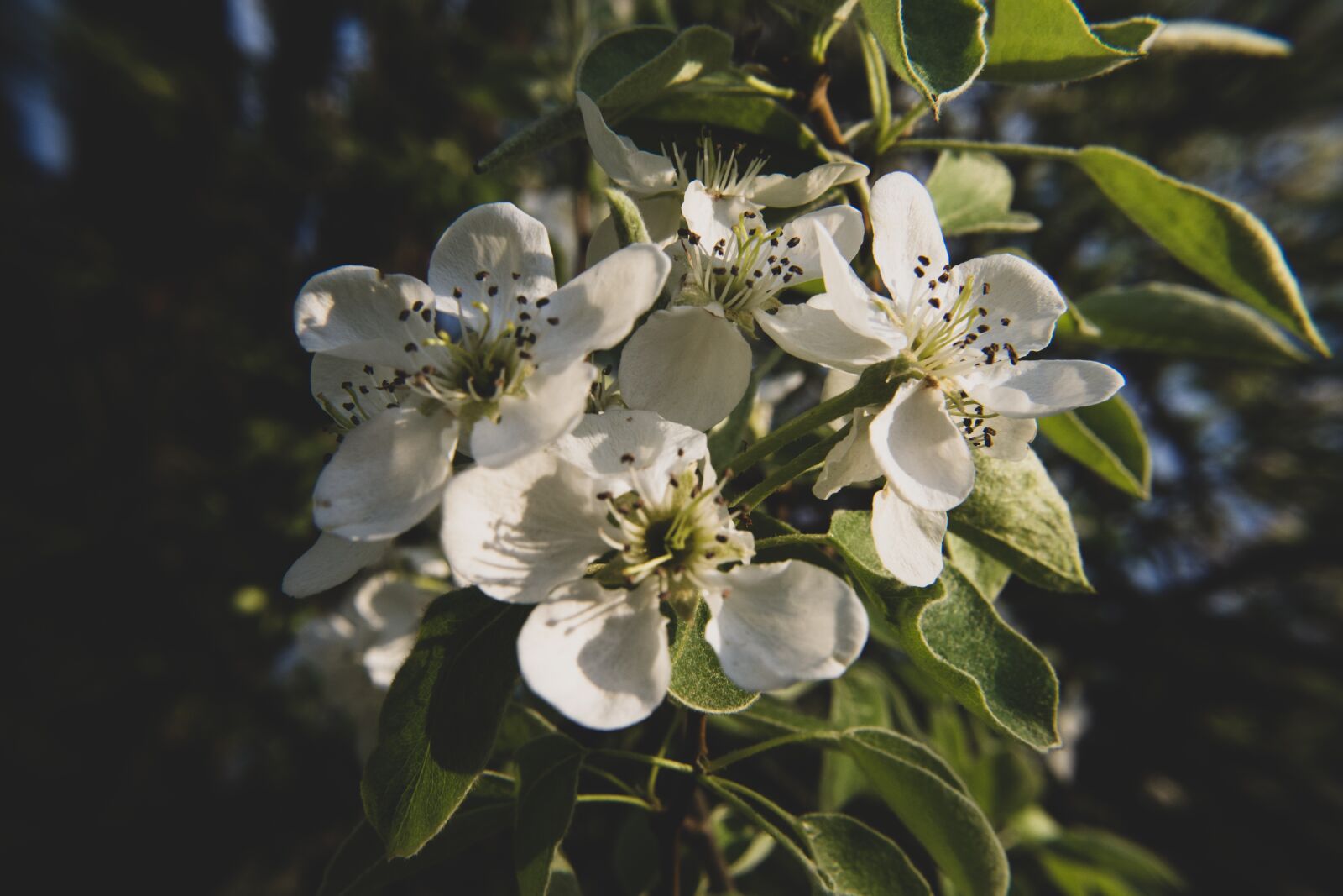 Nikon D7200 sample photo. Spring, flower, flowers photography