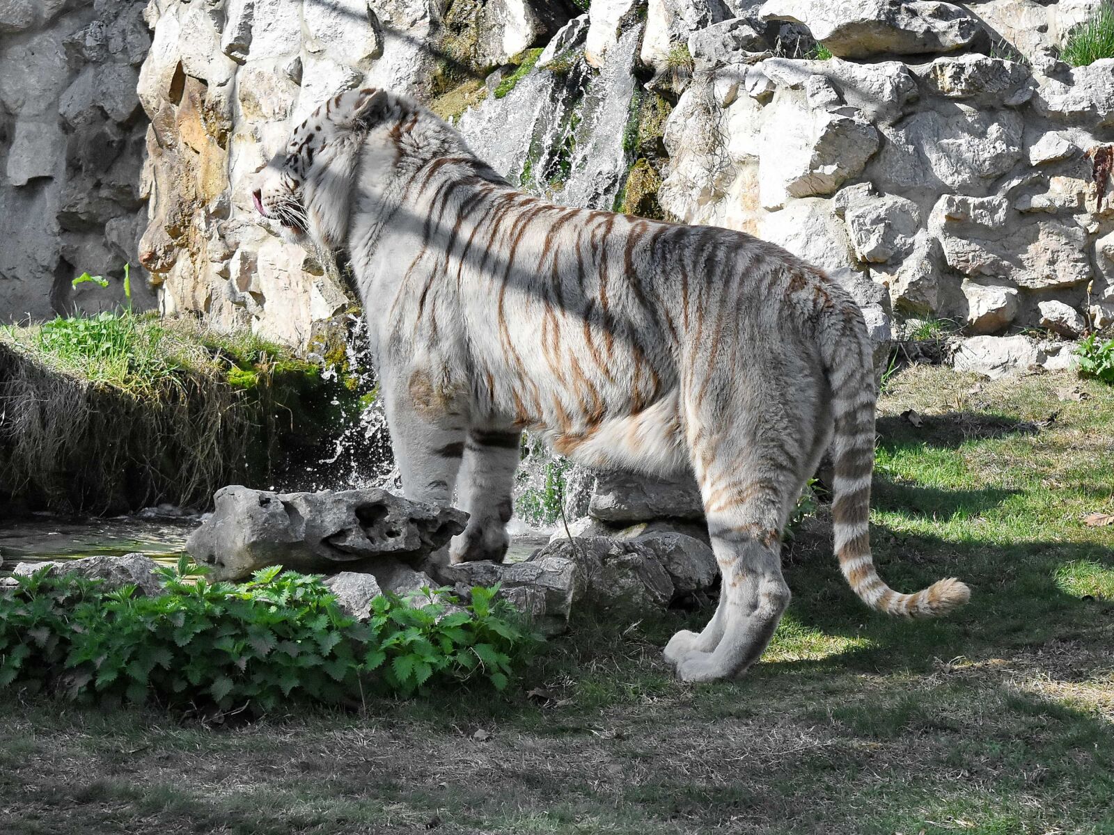 Nikon D5500 sample photo. Albino, wildlife, nature, animal photography