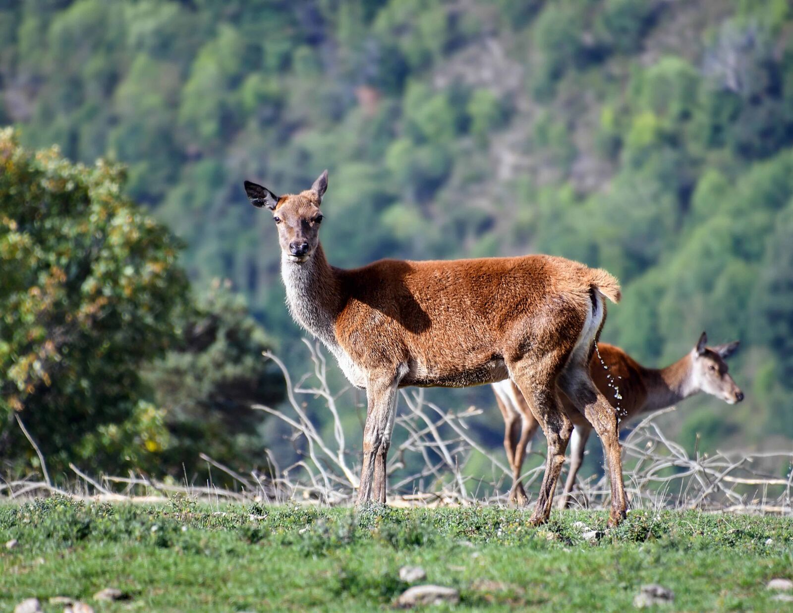Nikon D500 sample photo. Nature, wild, grass, animal photography