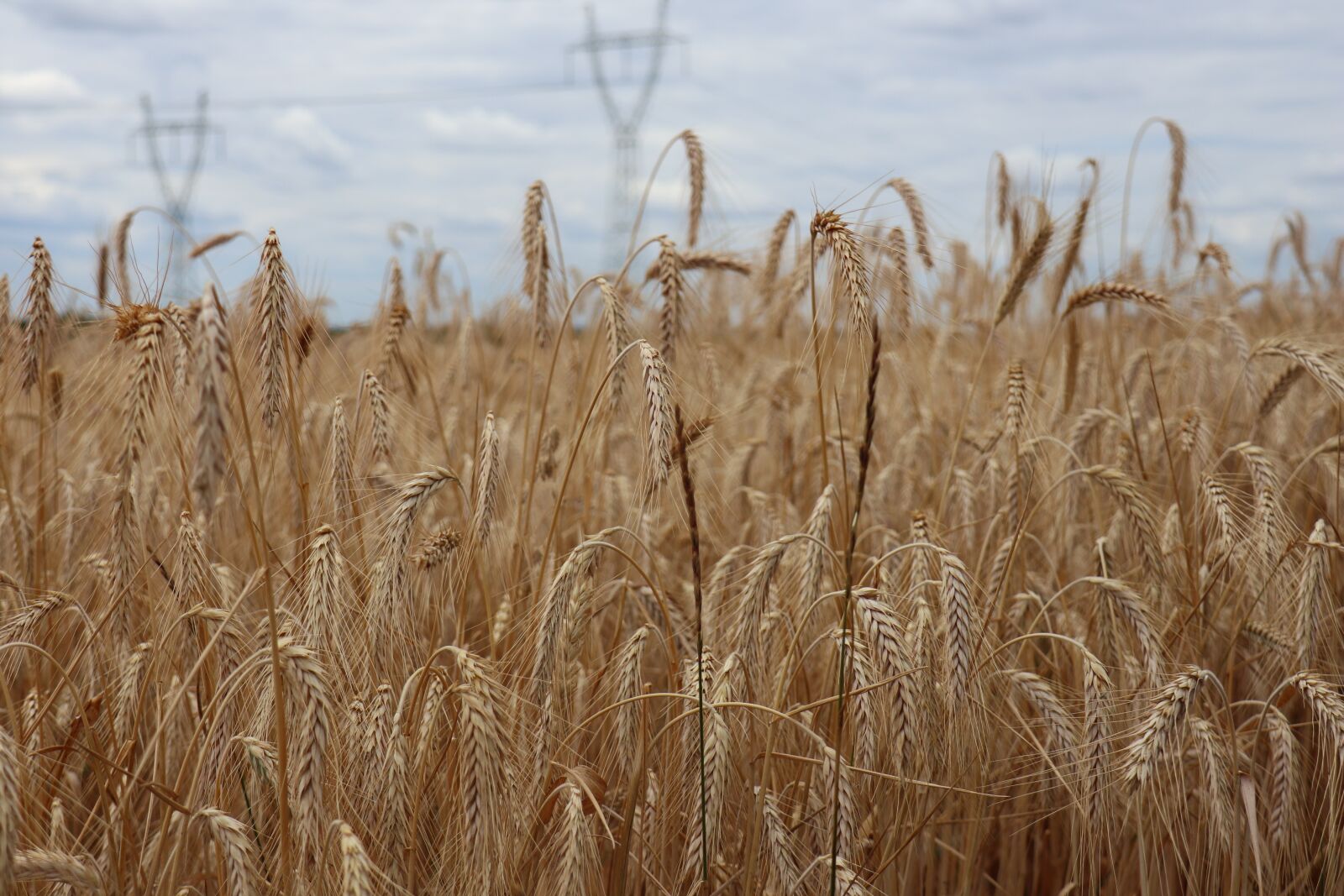 Canon EOS M6 sample photo. Figure, summer, field photography