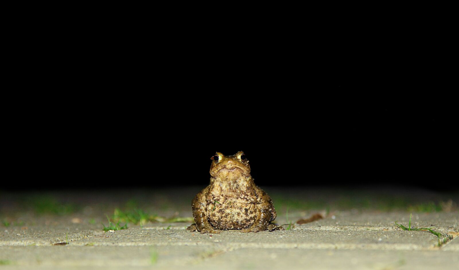 Canon EOS 60D sample photo. Toad, nature, frog photography