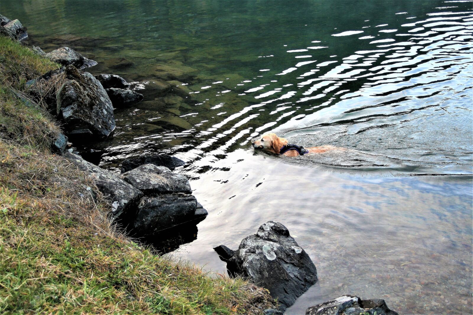 Canon EOS 400D (EOS Digital Rebel XTi / EOS Kiss Digital X) sample photo. Lake, autumn, wet dog photography