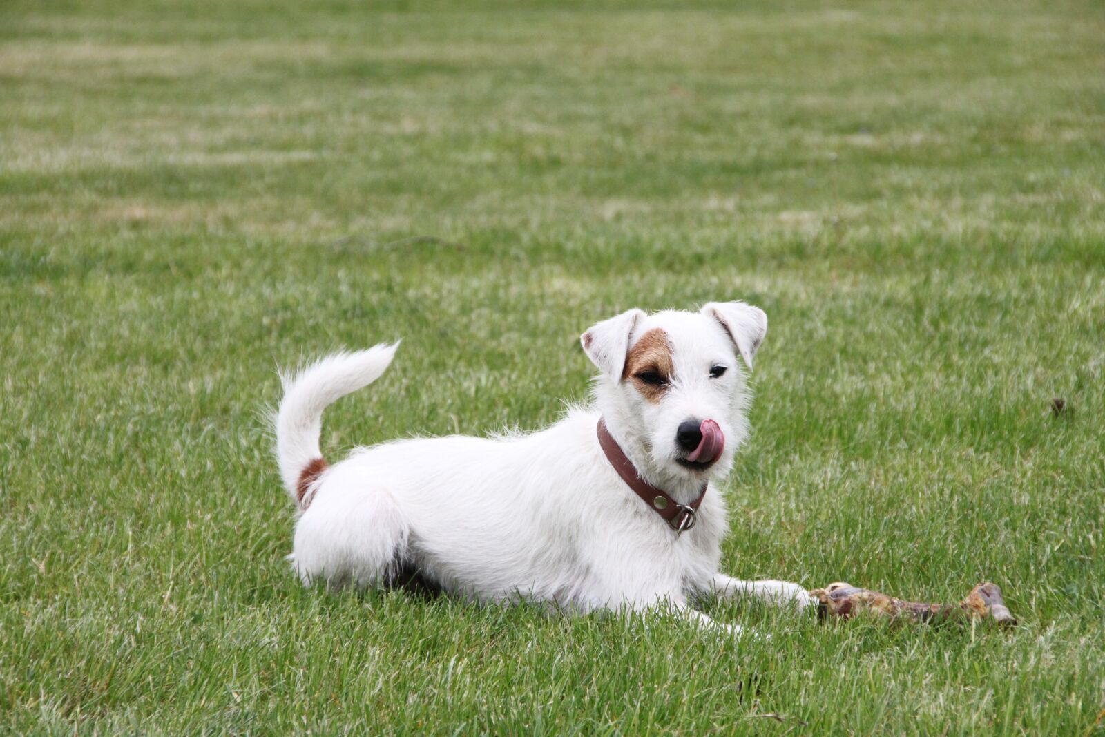 Canon EOS 500D (EOS Rebel T1i / EOS Kiss X3) sample photo. Parson russell terrier, jack photography