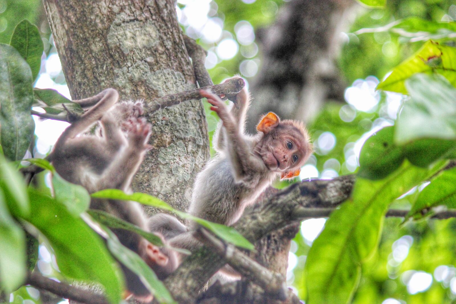 Canon EOS 600D (Rebel EOS T3i / EOS Kiss X5) sample photo. Monkey, kerala, wayanad photography