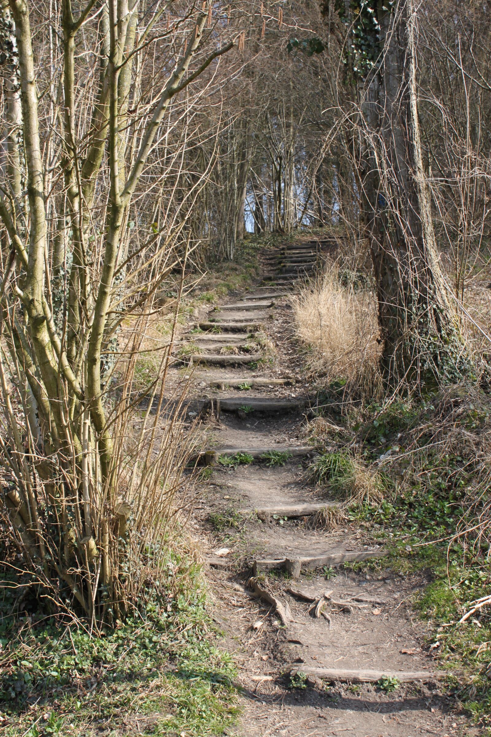 Canon EOS 500D (EOS Rebel T1i / EOS Kiss X3) sample photo. Natural, stairs, wood photography
