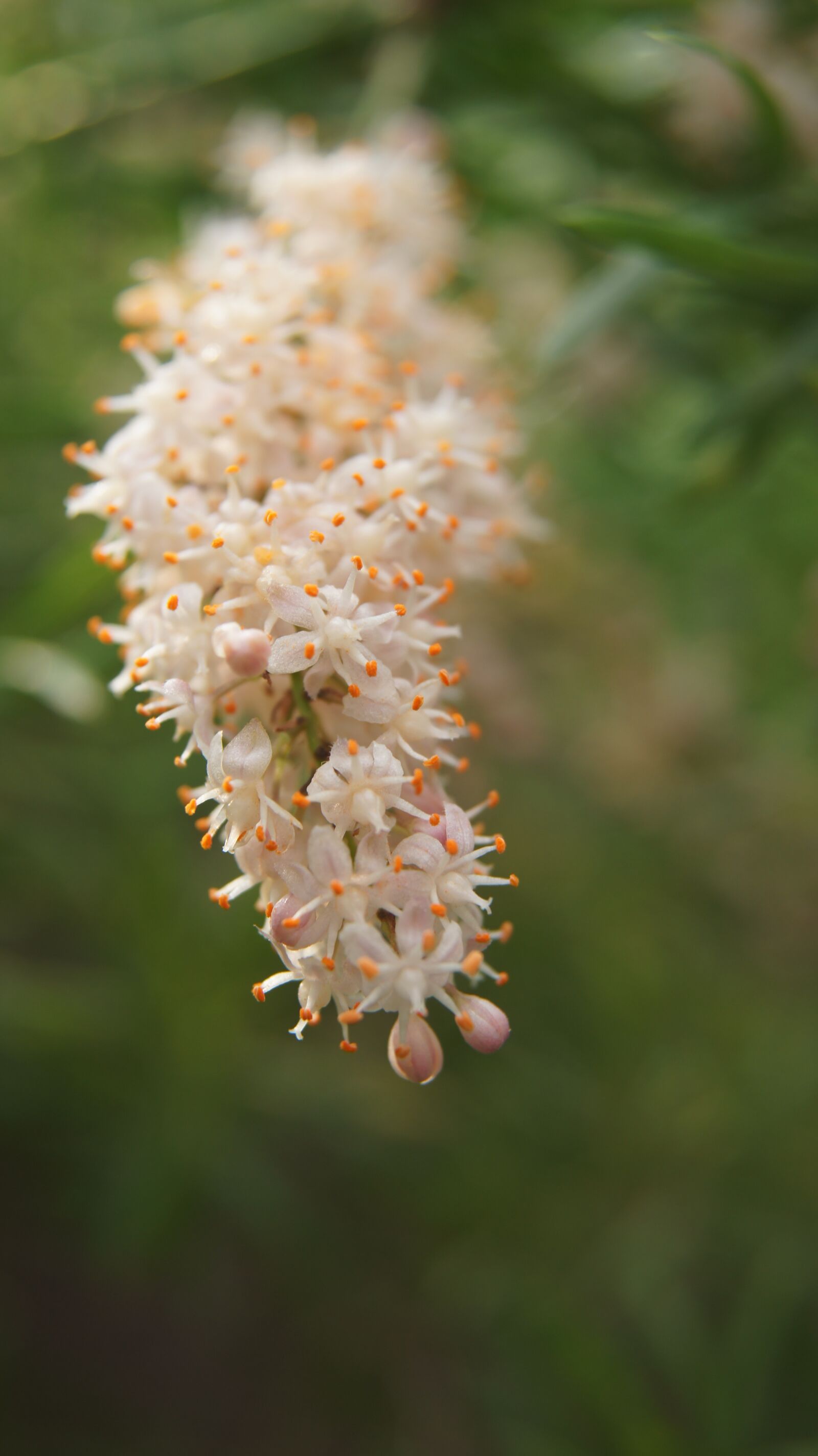 Sony SLT-A55 (SLT-A55V) sample photo. Flower, white, garden photography