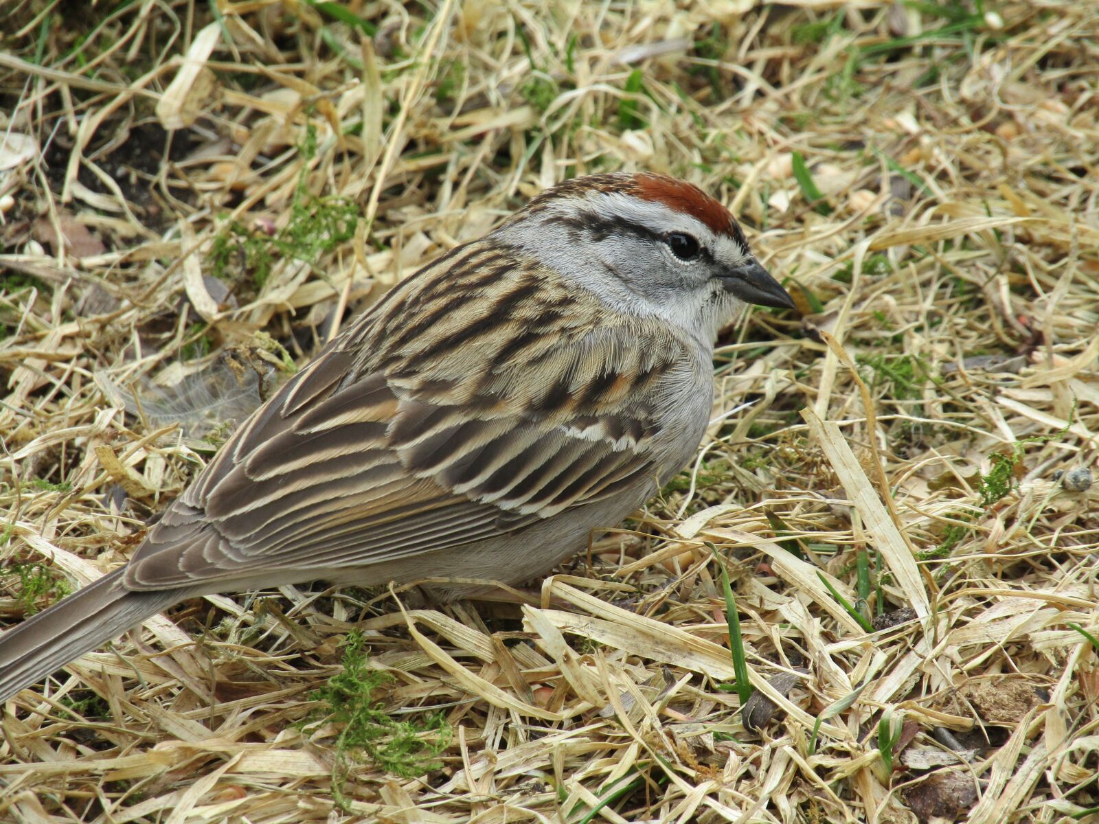 Canon PowerShot SX420 IS sample photo. Bird, sparrow, chipping sparrow photography