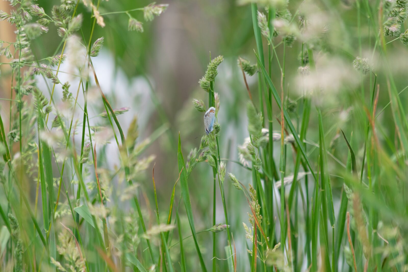 Nikon D3300 sample photo. Grass, nature, meadow photography