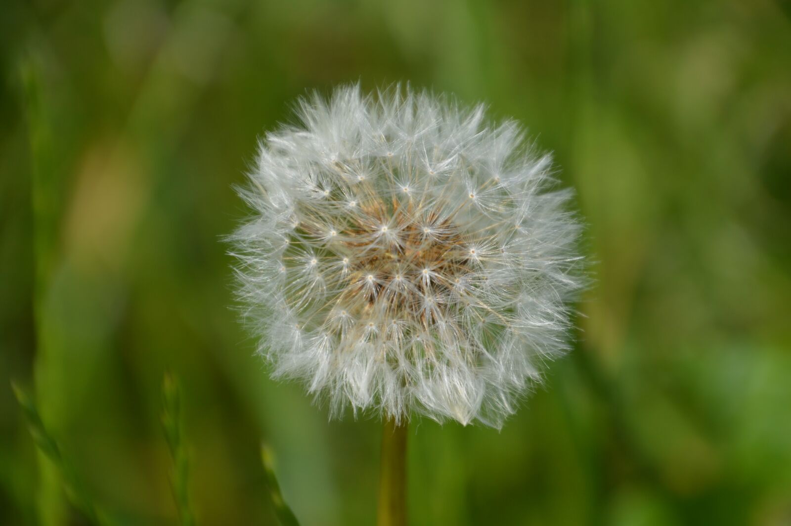 Nikon D3200 sample photo. Dandelion, nature, meadow photography