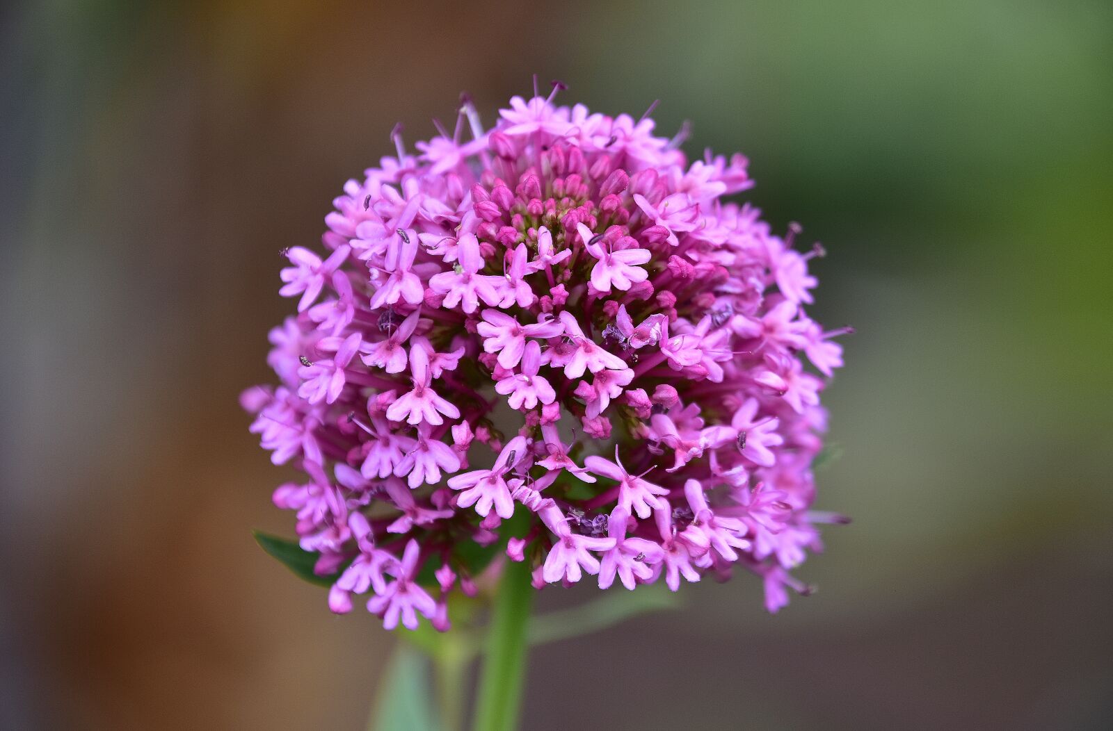 Nikon D7200 sample photo. Flower, garden, plant photography