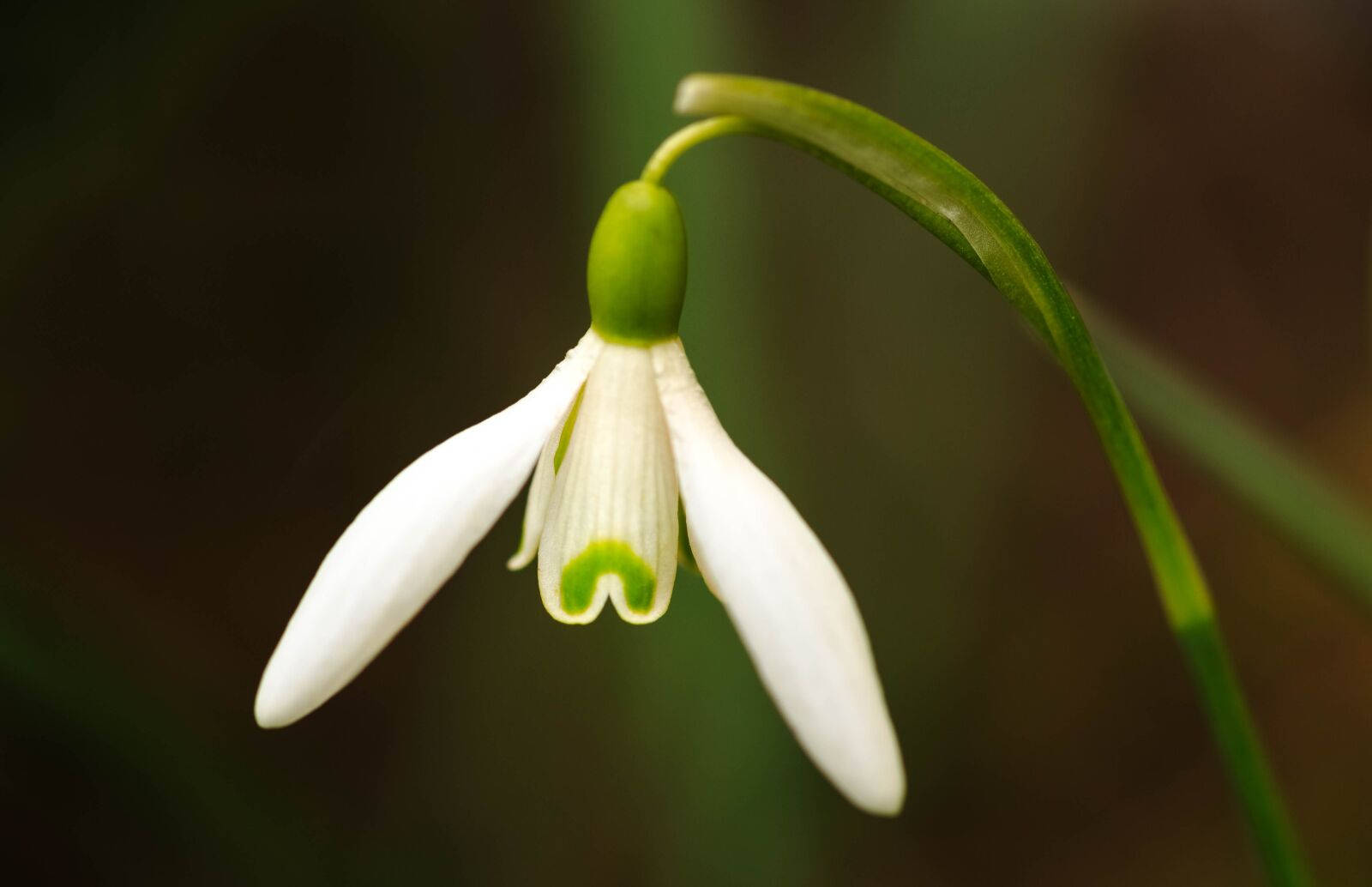 Canon EF 100mm F2.8L Macro IS USM sample photo. Snowdrop, spring, flower photography