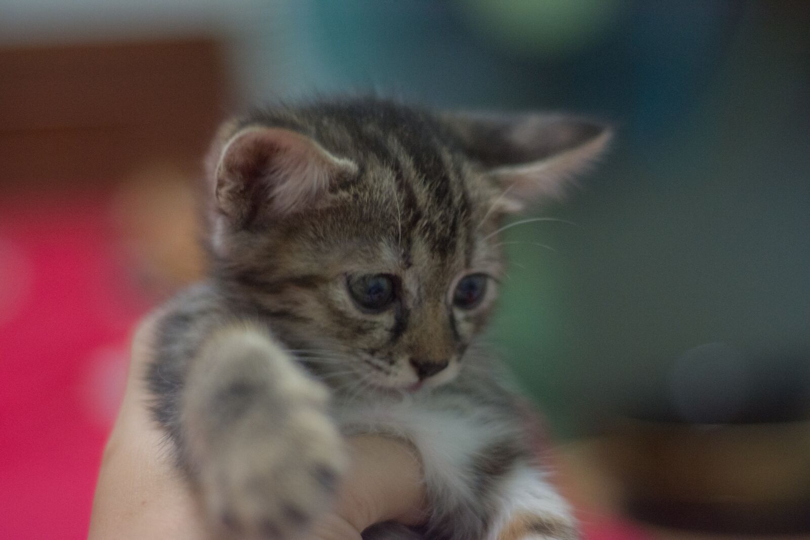 Nikon D7200 sample photo. Kittycat, kitten, cat photography