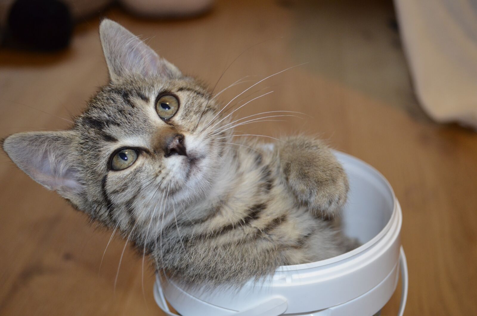 Nikon D5100 sample photo. Cat, sweet, kitten photography