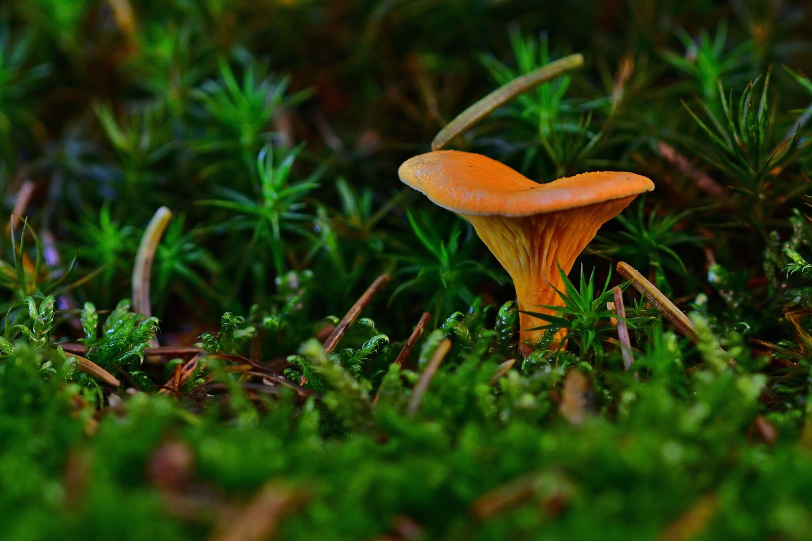Nikon D5200 sample photo. Forest, moss, autumn photography