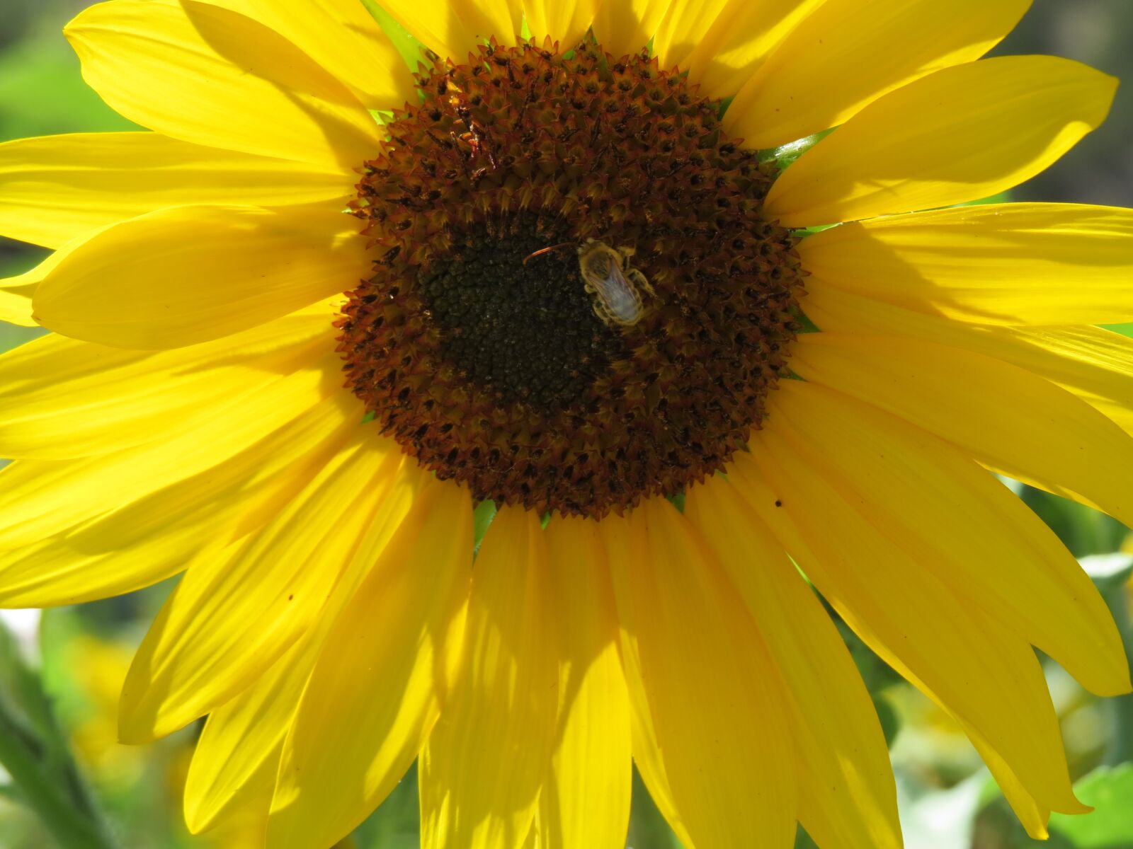 Canon PowerShot SX50 HS sample photo. Sunflower, bumble bee, flower photography