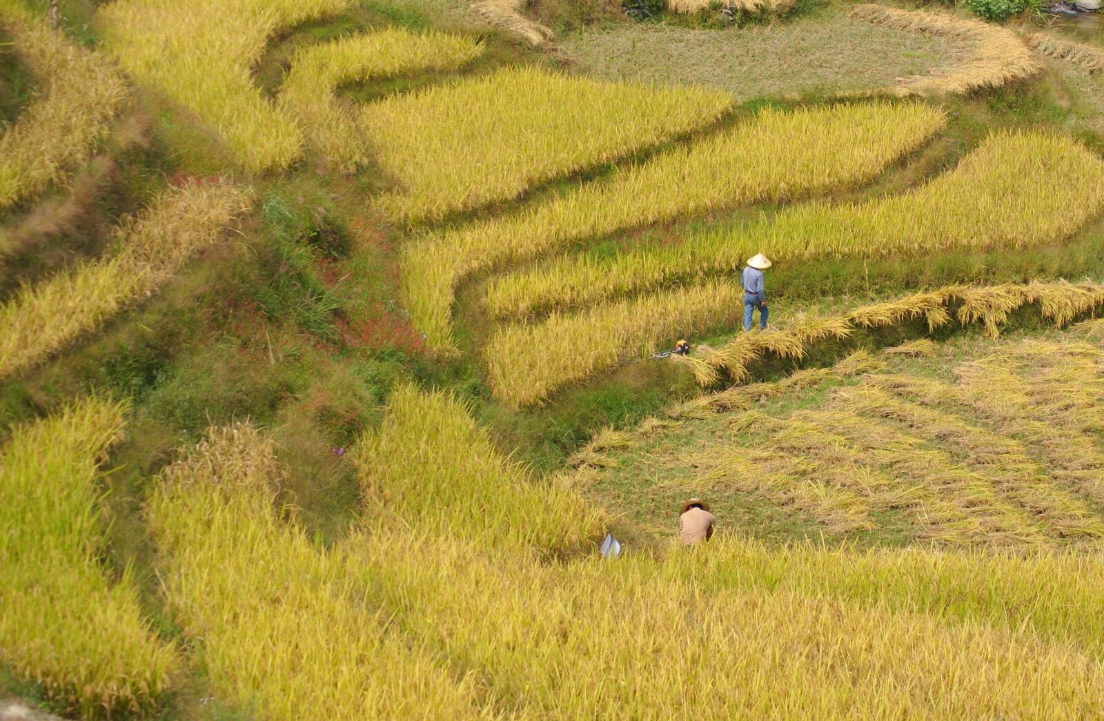 Sony Alpha DSLR-A230 sample photo. Rice, harvest, crops photography