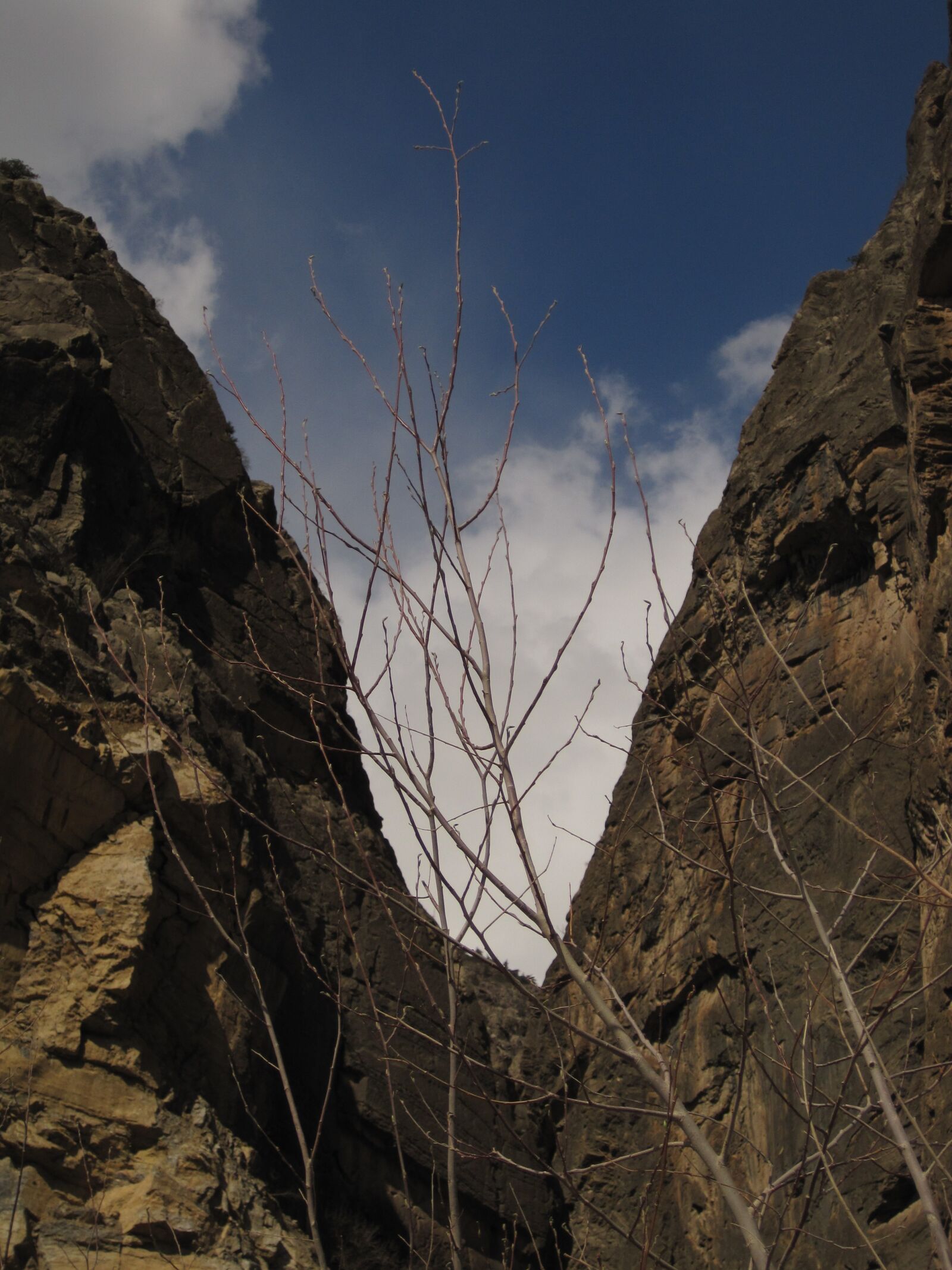 Canon PowerShot SD1200 IS (Digital IXUS 95 IS / IXY Digital 110 IS) sample photo. Mountains, tajikistan, tree photography