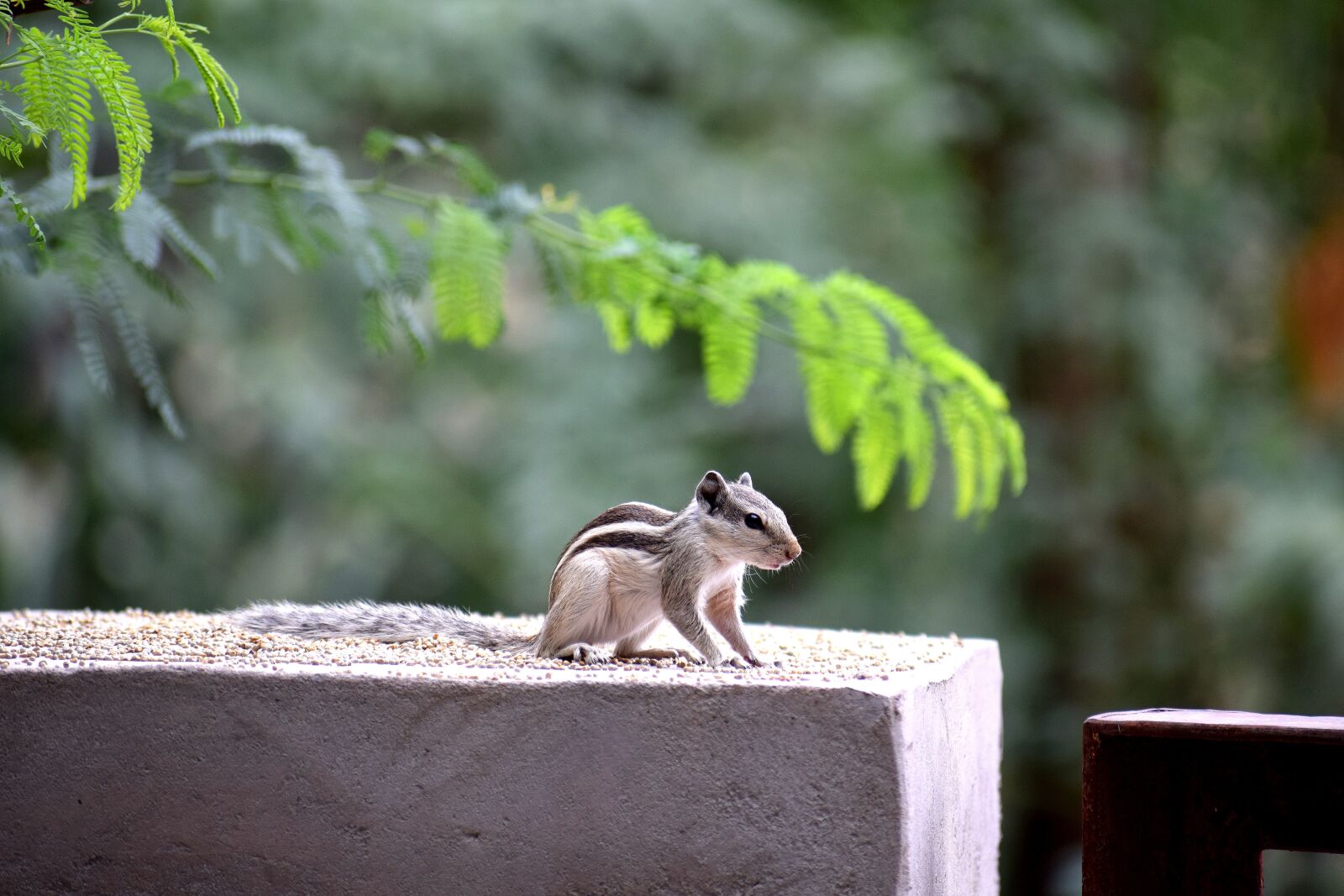 Nikon D3300 sample photo. Squirrel, animal, wild photography