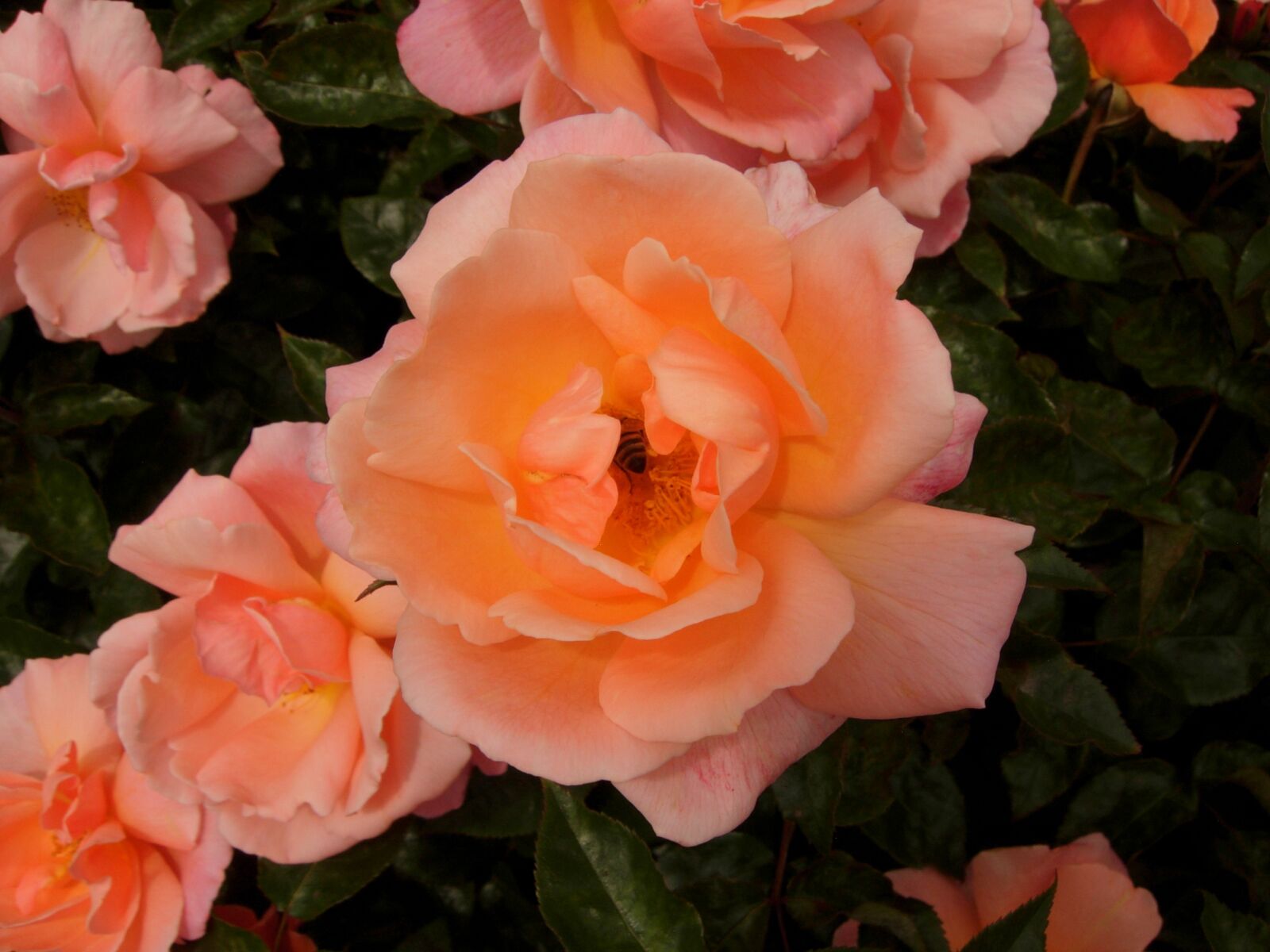 Nikon COOLPIX P4 sample photo. Rose, pink, orange photography