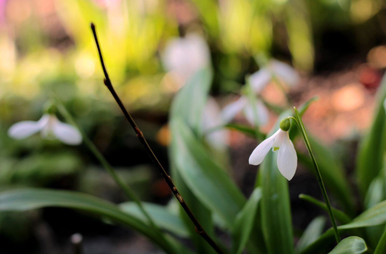 Canon EF 50mm F1.8 STM sample photo. Snowdrop, white, galanthus photography