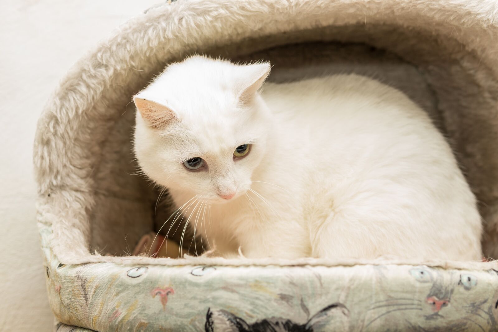 30mm F1.4 DC DN | Contemporary 016 sample photo. Cat, white, breed cat photography