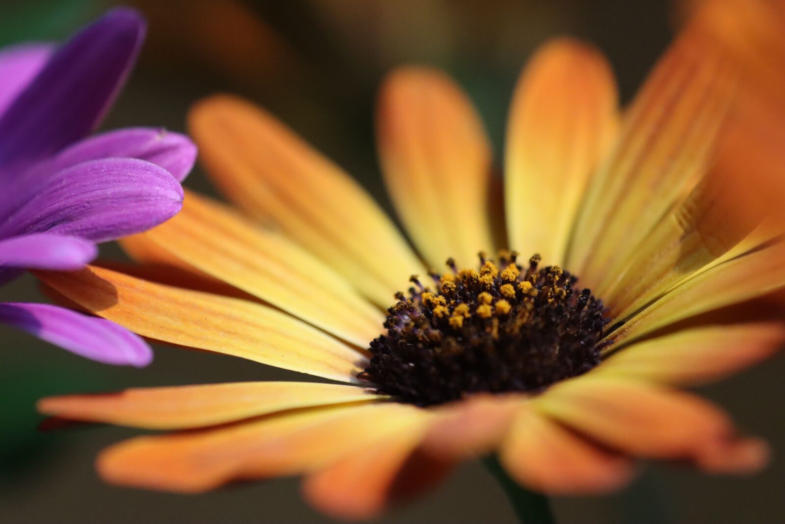 Canon EOS 90D sample photo. Flowers, bloom, spring photography