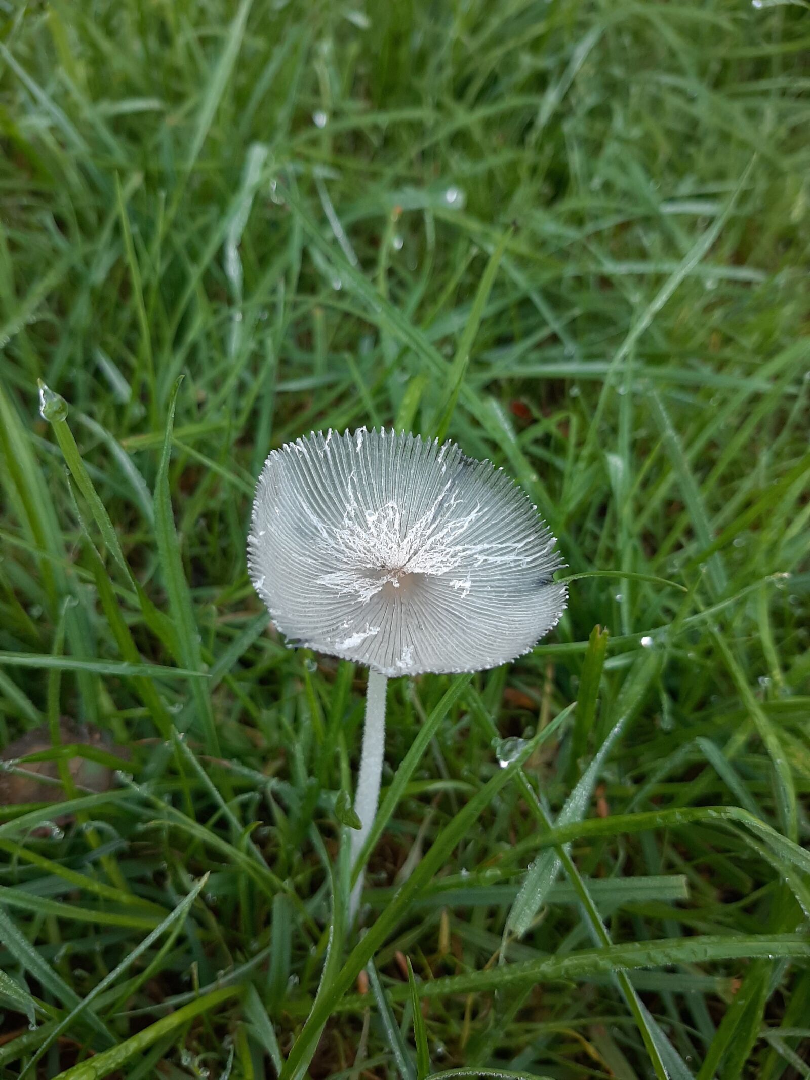 Samsung Galaxy A50 sample photo. Mushroom, autumn, meadow photography