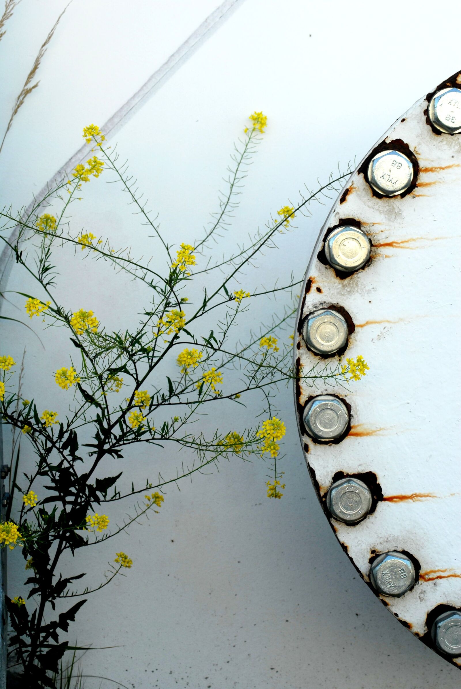 Nikon D200 sample photo. Indomitable nature, flange photography