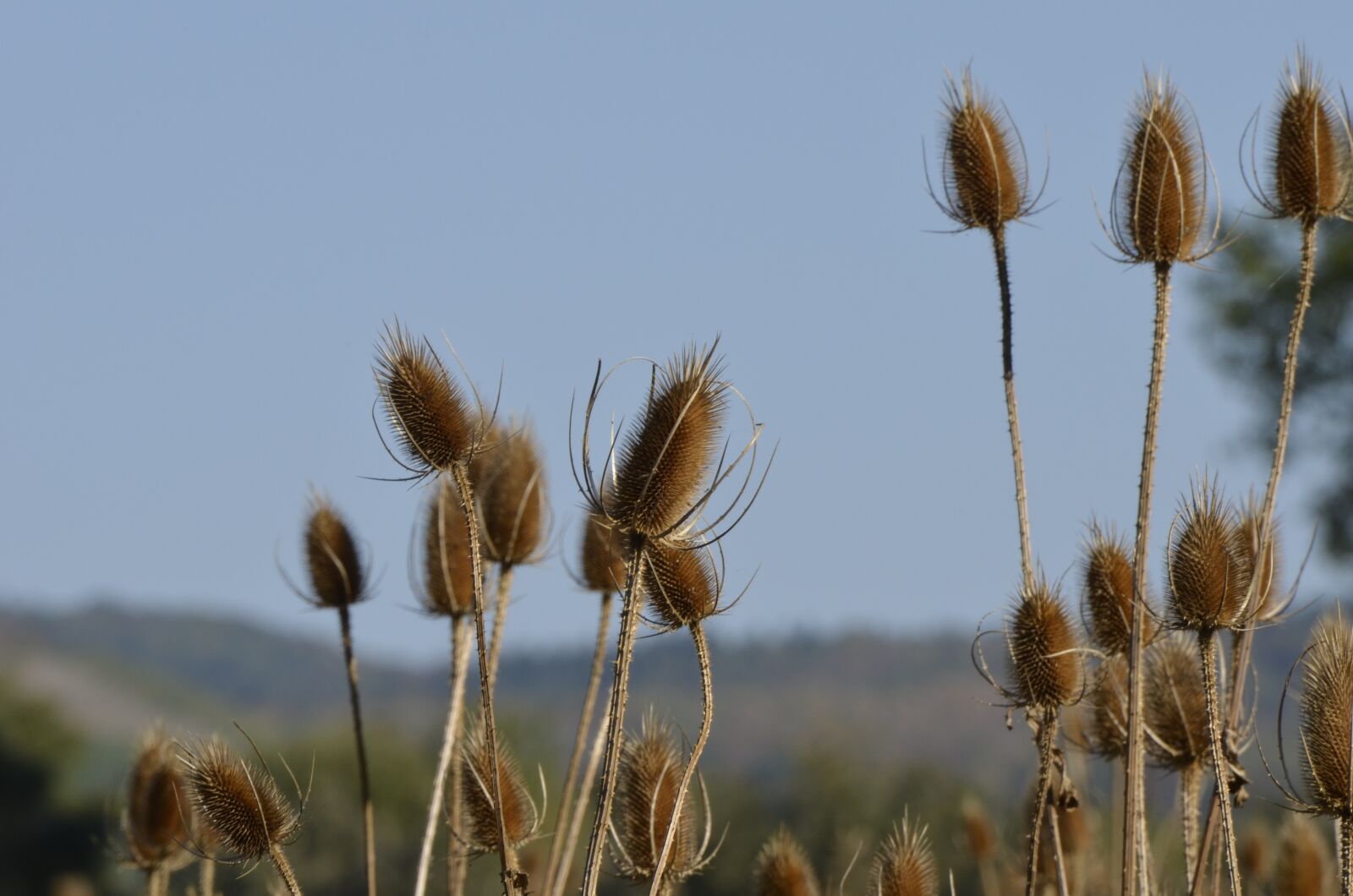 Nikon D5100 sample photo. Thistle, plant, wild flower photography