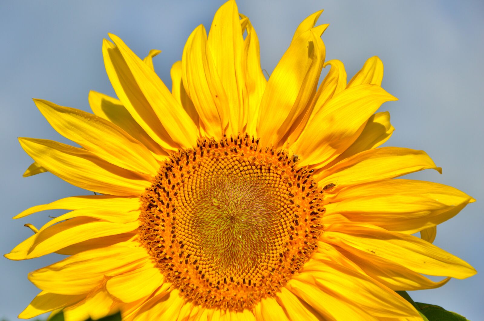 Nikon D3200 sample photo. Sunflower, bee, plant photography