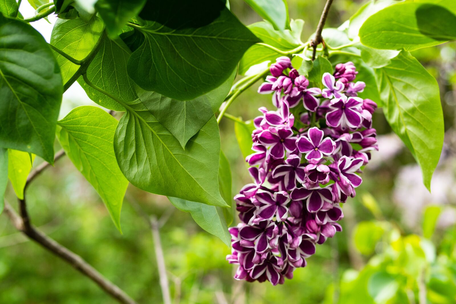 Panasonic Leica DG Summilux 25mm F1.4 II ASPH sample photo. Lilac, rare color combination photography