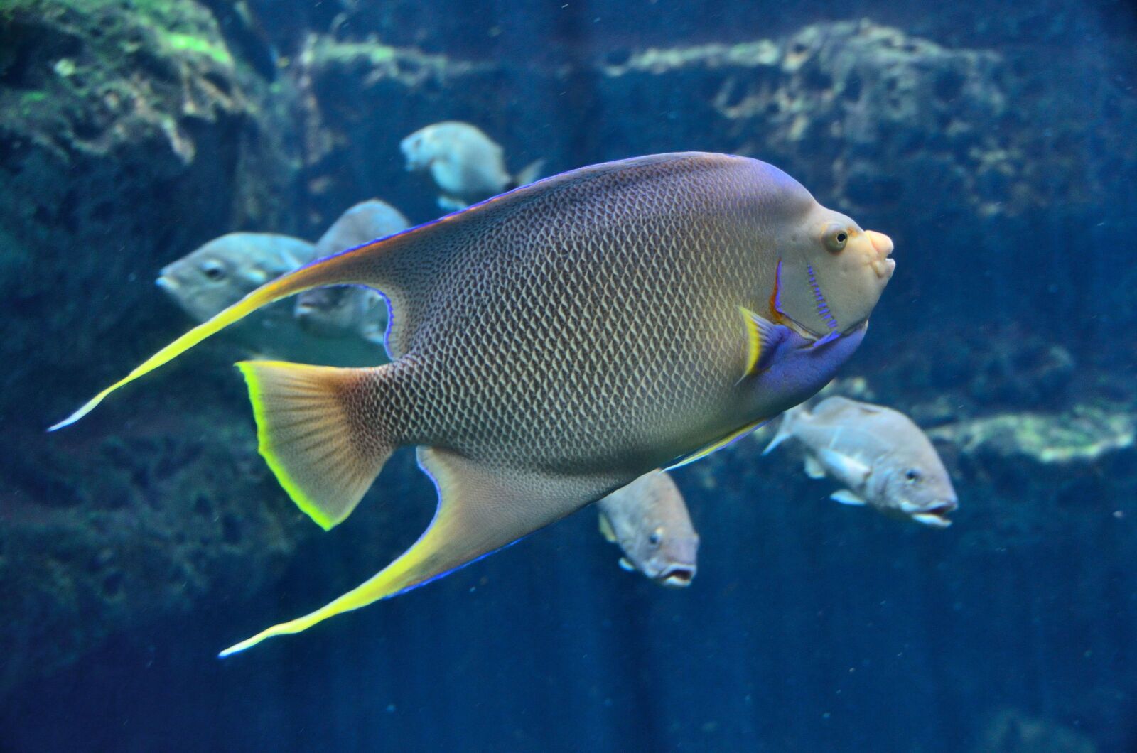 Nikon D7000 sample photo. Tropical fish, aquarium, saltwater photography